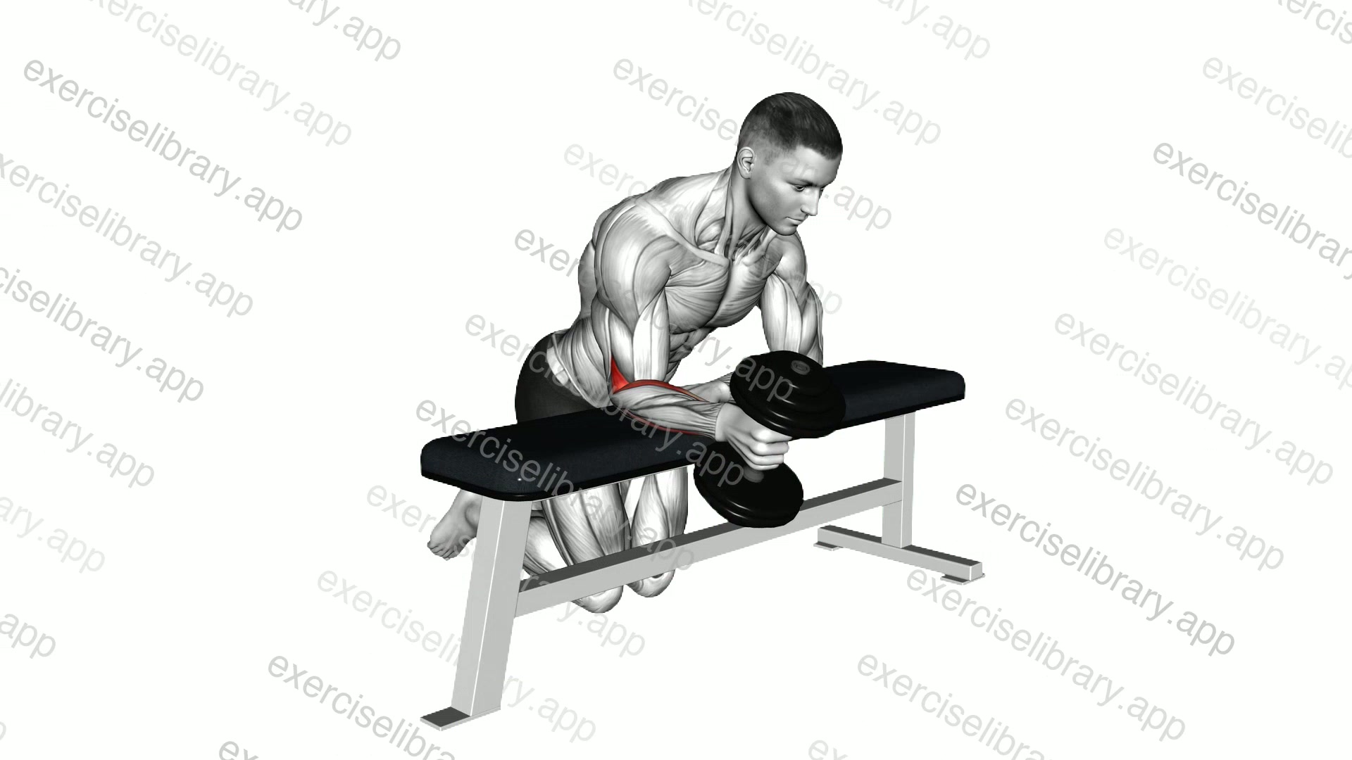 Dumbbell Over Bench One Arm Neutral Wrist Curl demonstration