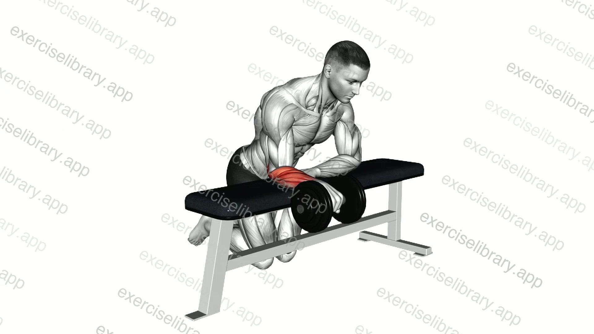 Dumbbell Over Bench One Arm Wrist Curl demonstration