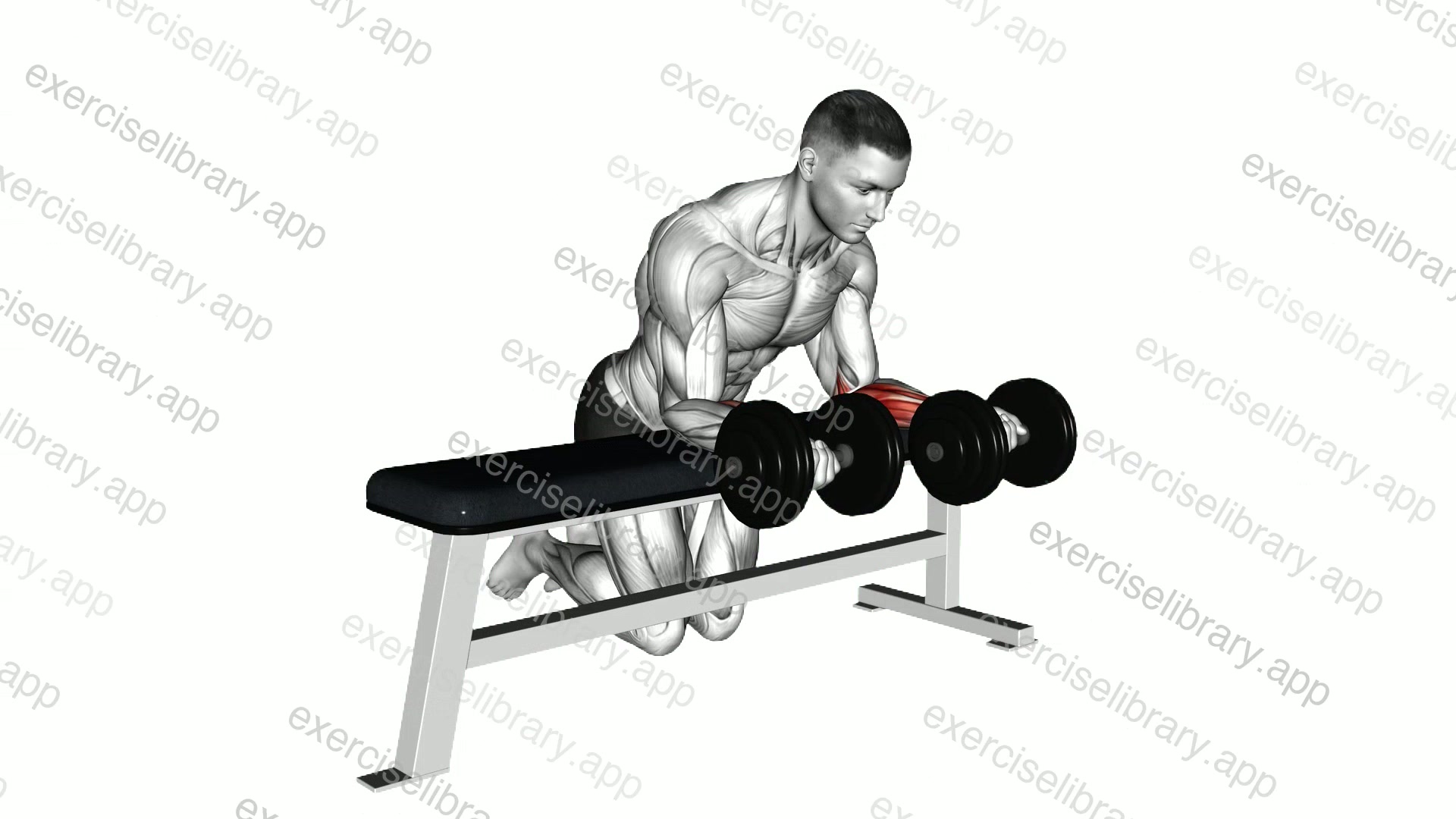 Dumbbell Over Bench Revers Wrist Curl demonstration