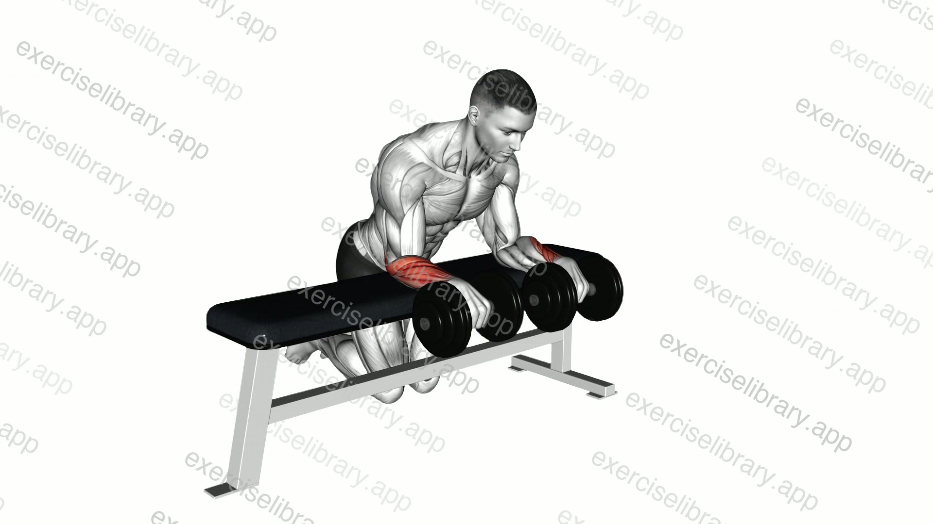 Dumbbell Over Bench Wrist Curl demonstration