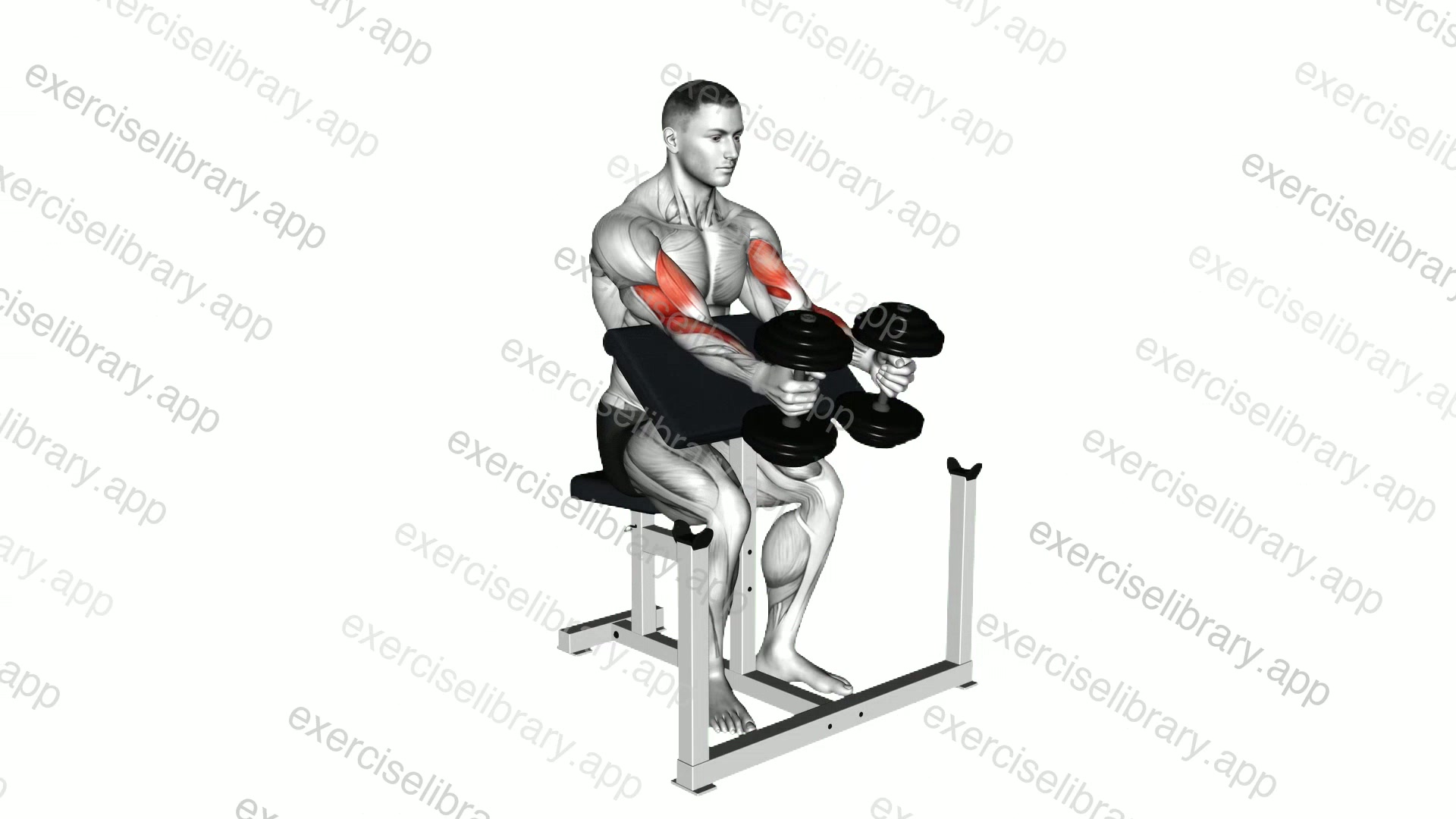 Dumbbell Peacher Hammer Curl demonstration