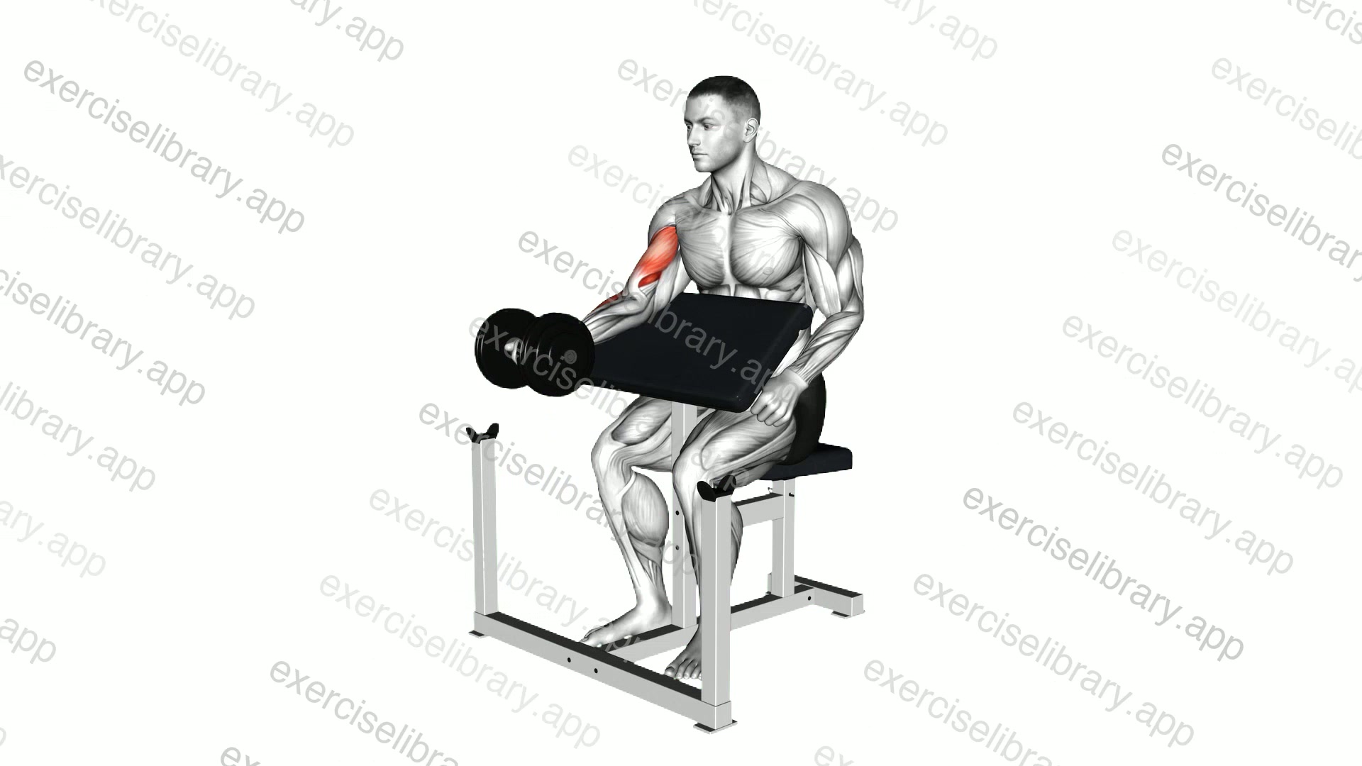 Dumbbell Preacher Curl demonstration