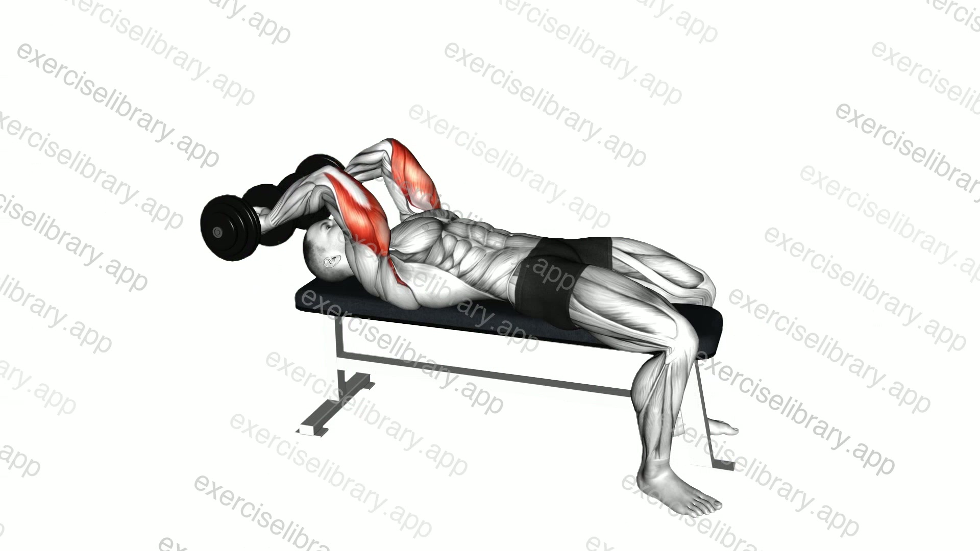 Dumbbell Pronate grip Triceps Extension demonstration