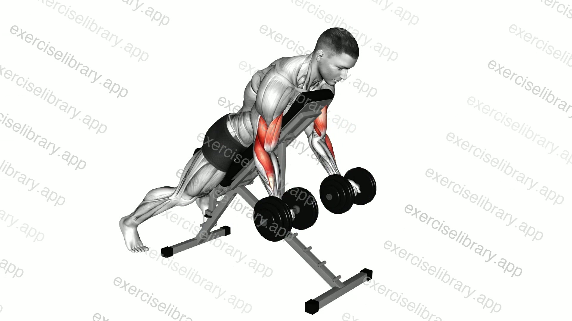 Dumbbell Prone Incline Curl demonstration