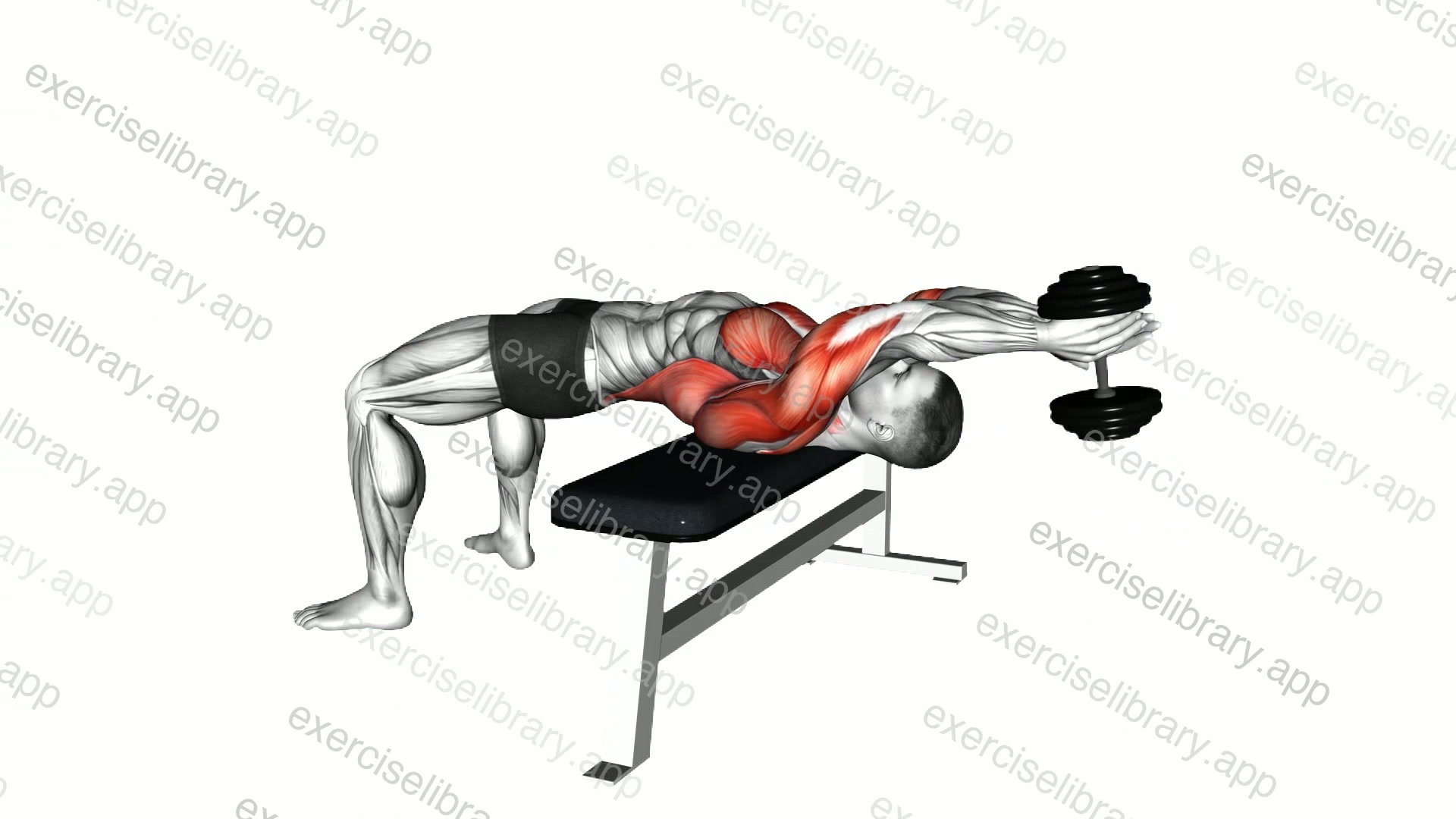 Dumbbell Pullover demonstration