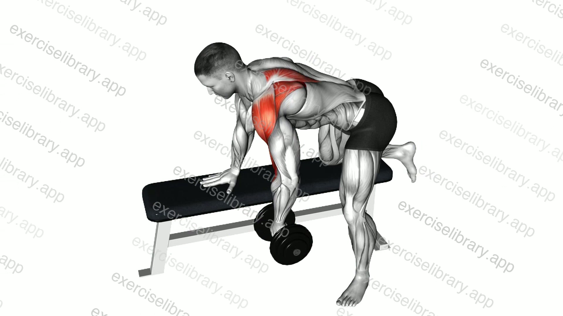 Dumbbell Rear Delt Row demonstration
