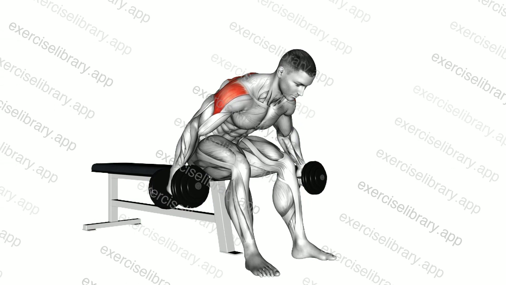 Dumbbell Rear Fly demonstration