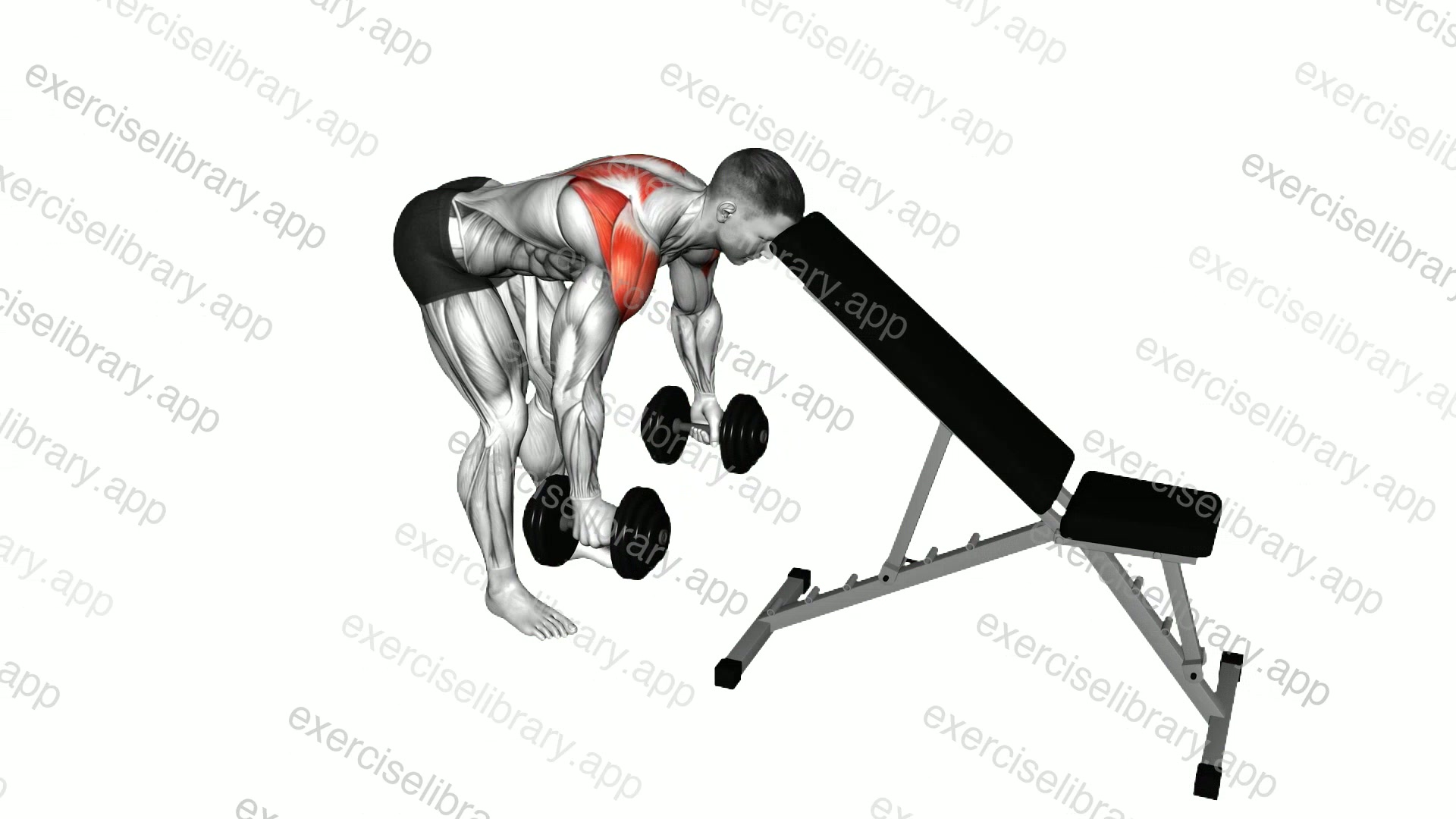 Dumbbell Rear Lateral Raise demonstration