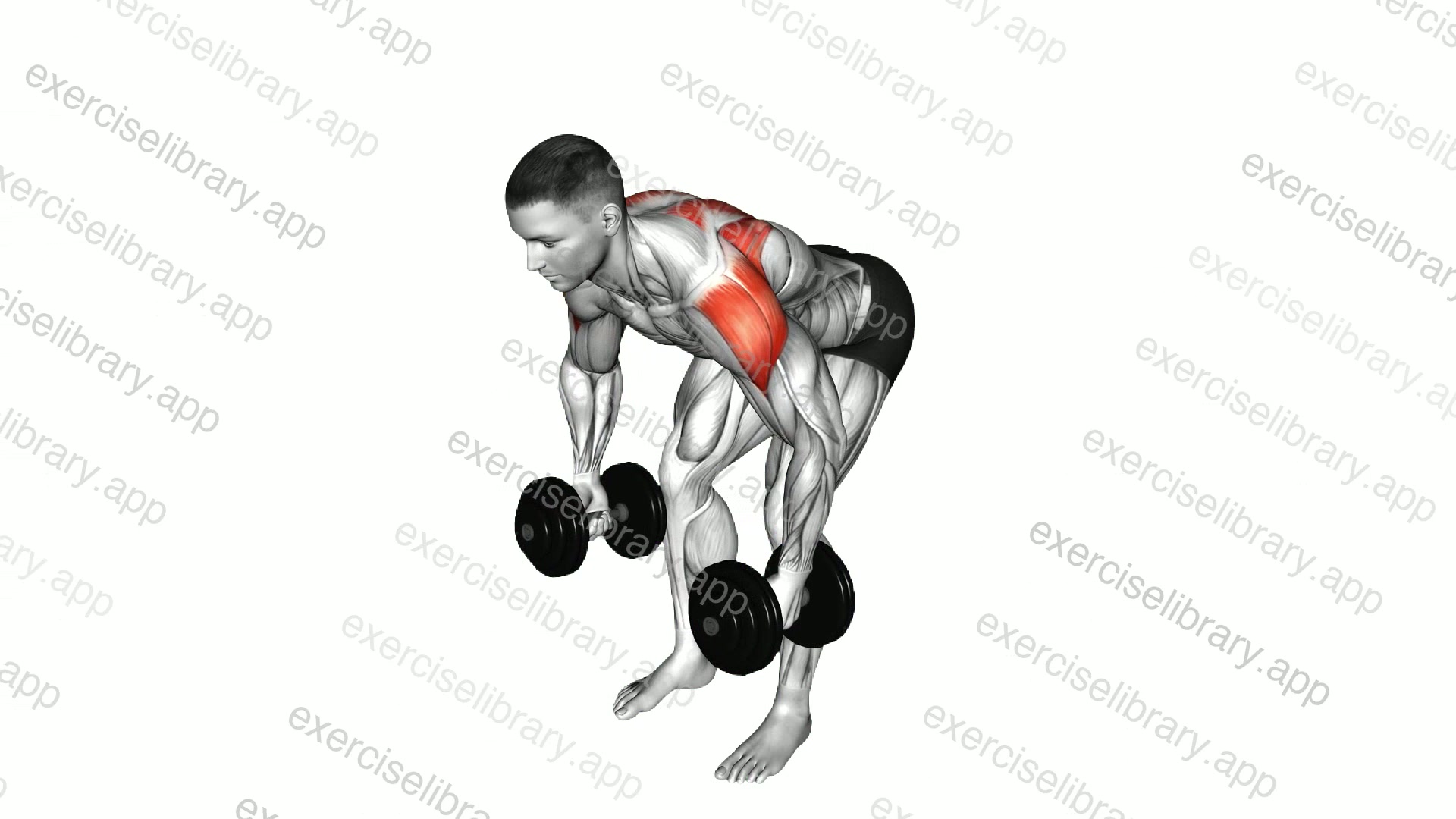 Dumbbell Rear Lateral Raise demonstration