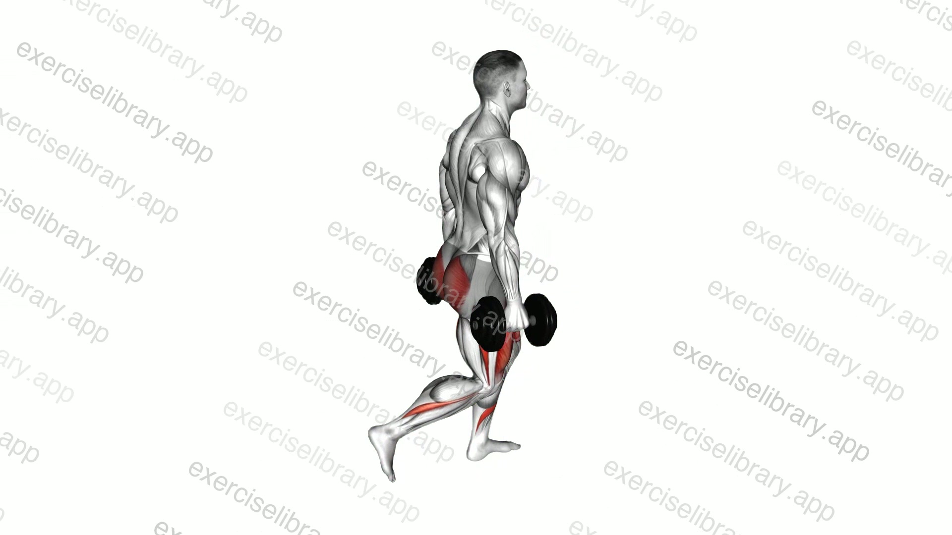Dumbbell Rear Lunge demonstration