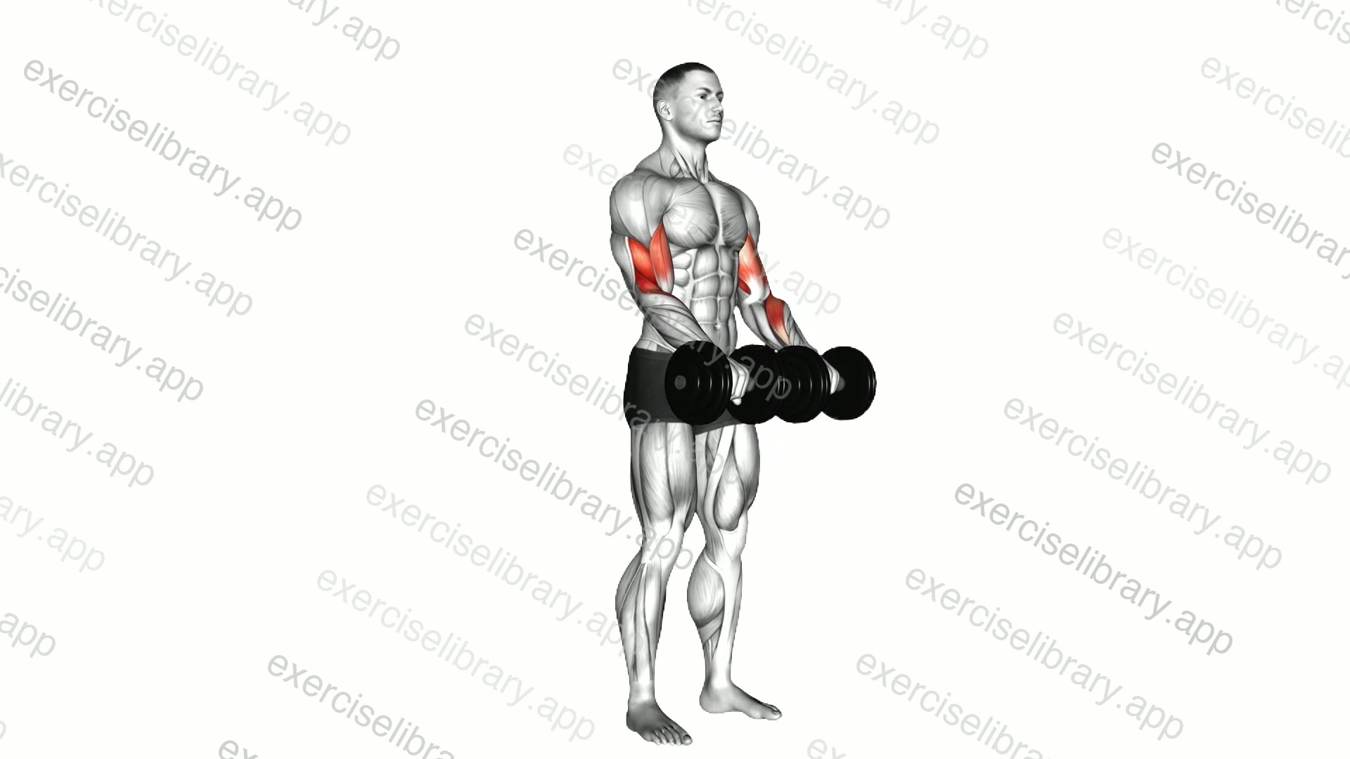 Dumbbell Reverse grip Biceps Curl demonstration