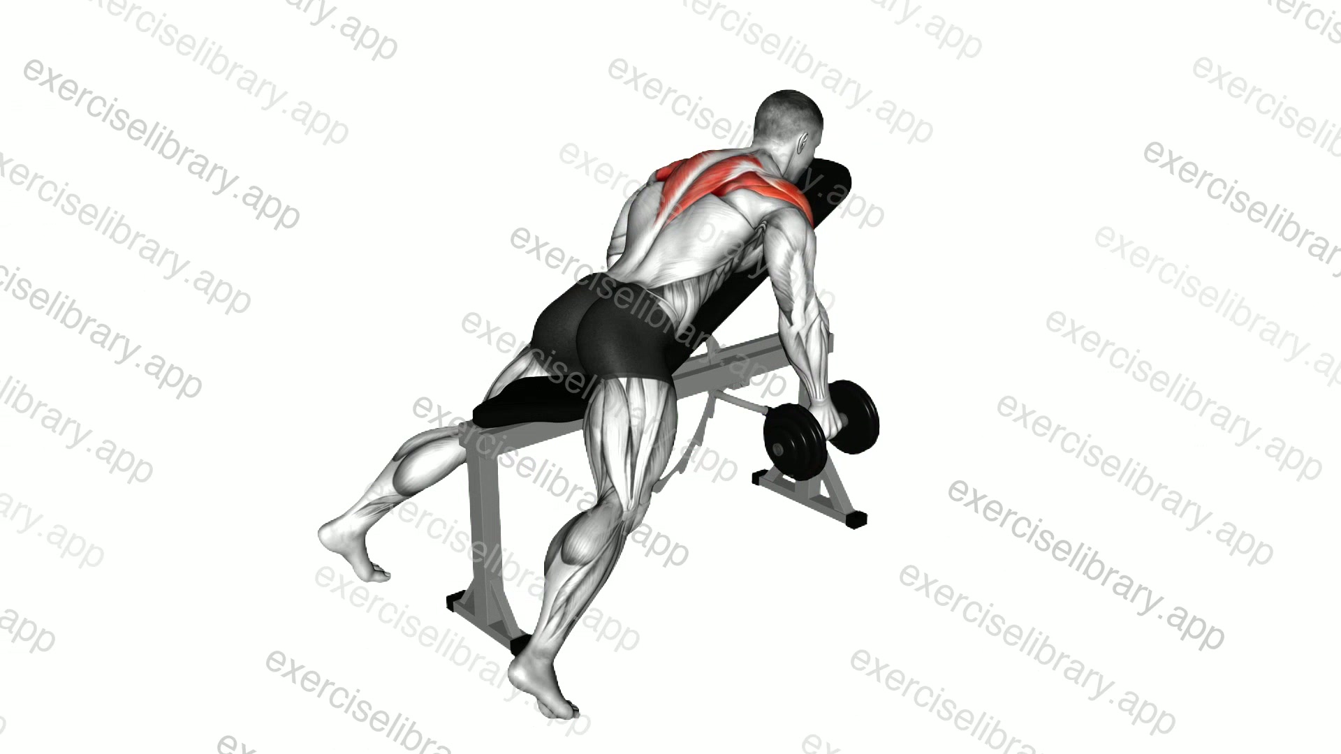 Dumbbell Reverse Fly demonstration