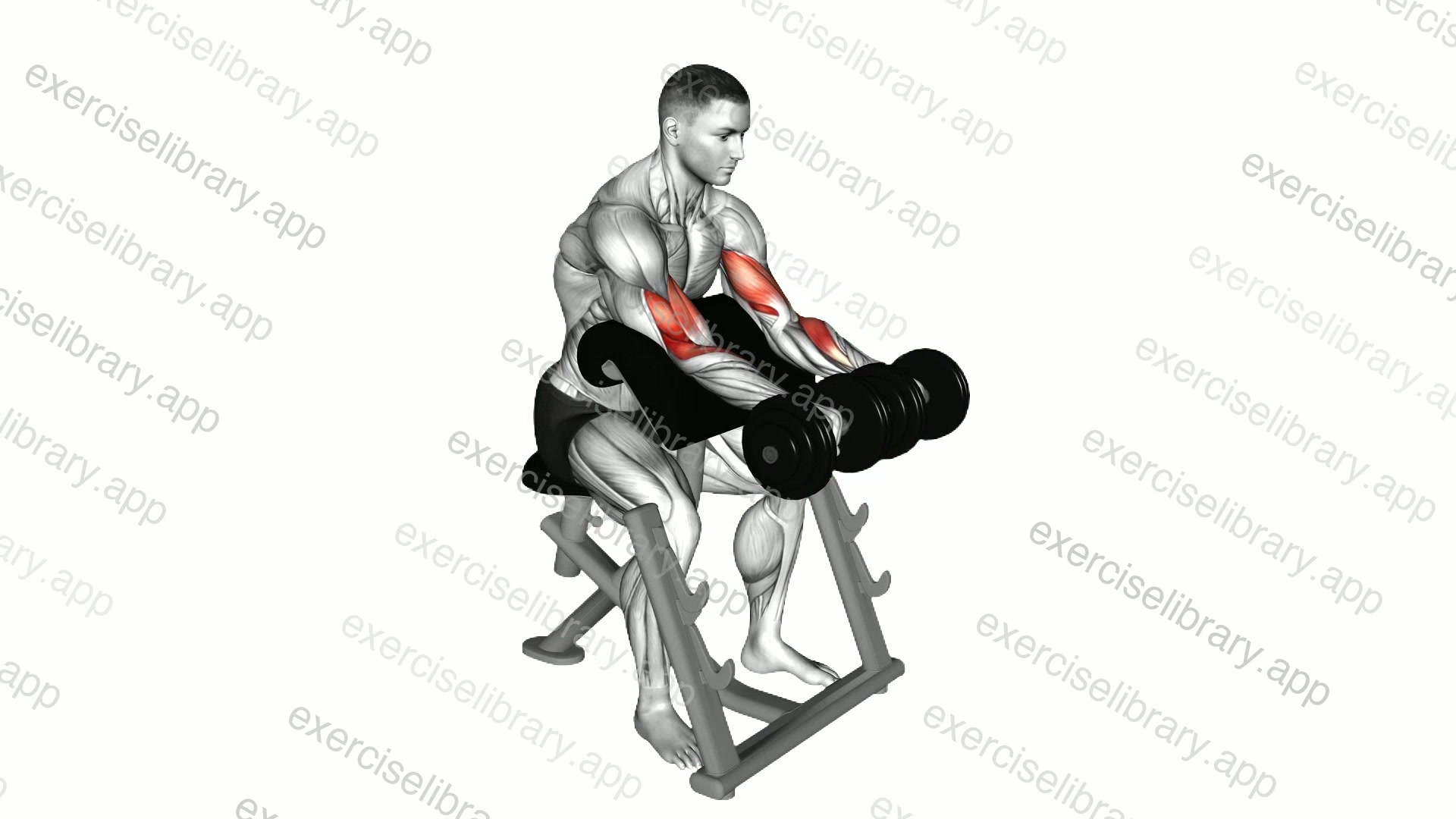 Dumbbell Reverse Preacher Curl demonstration