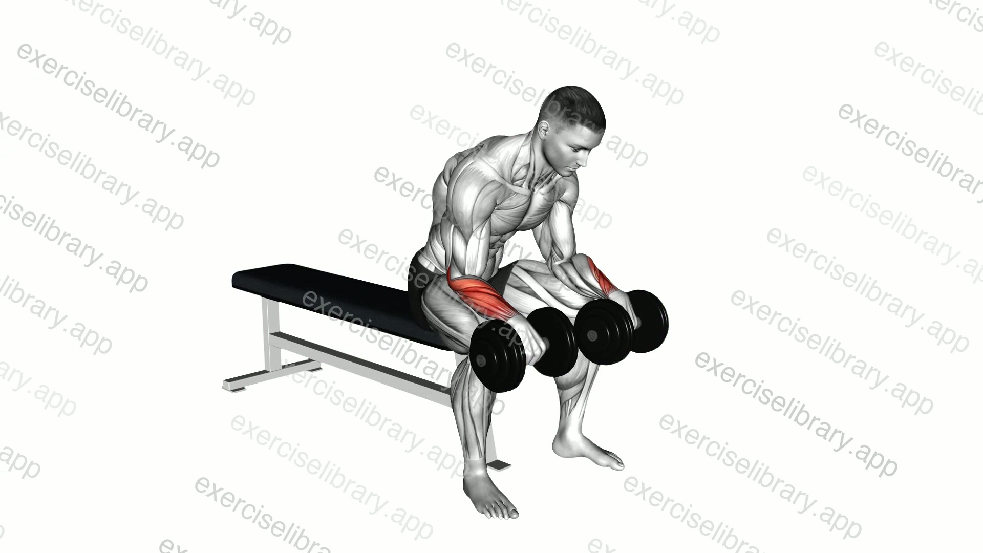 Dumbbell Reverse Wrist Curl demonstration