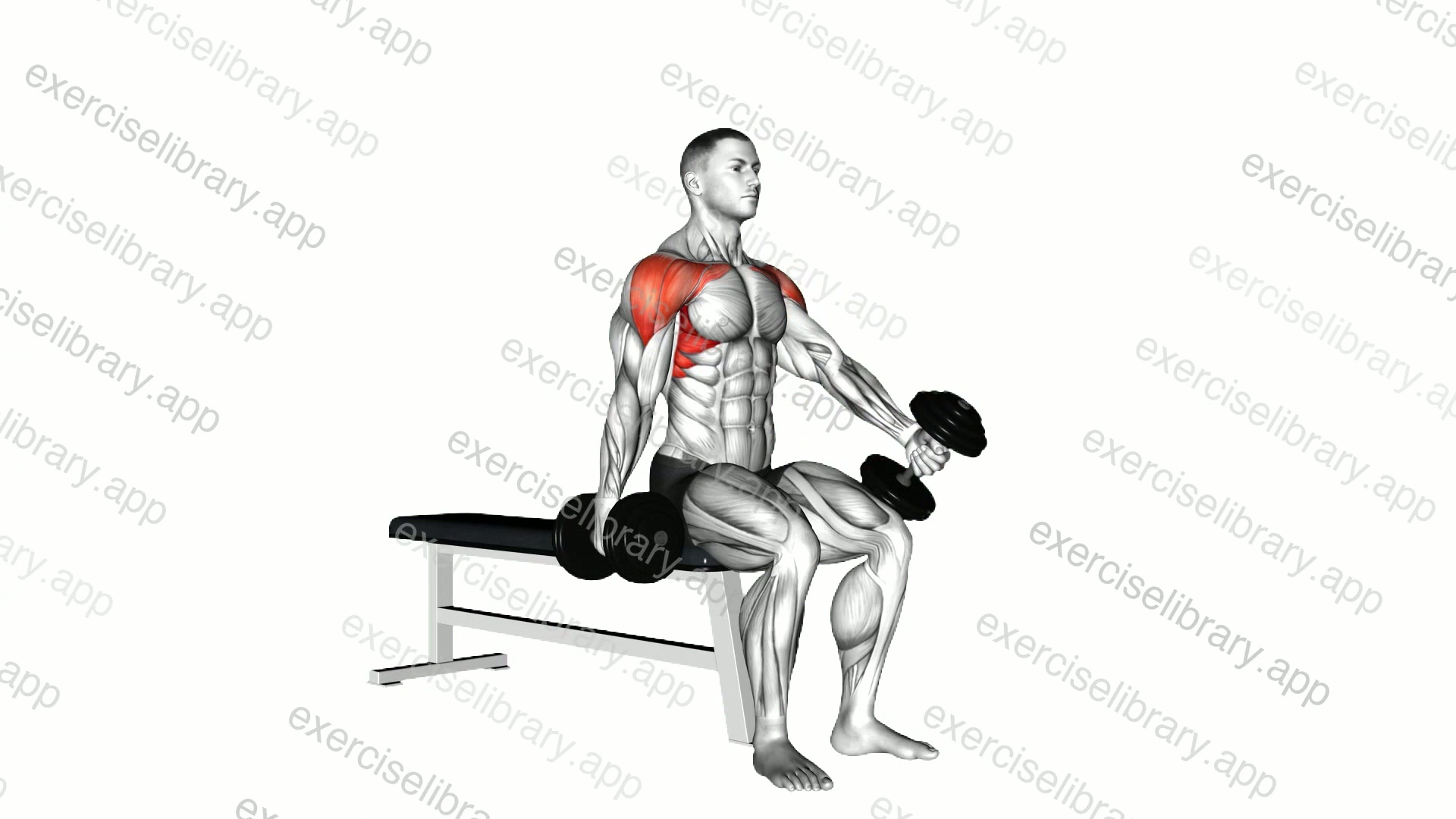 Dumbbell Seated Alternate Front Raise demonstration