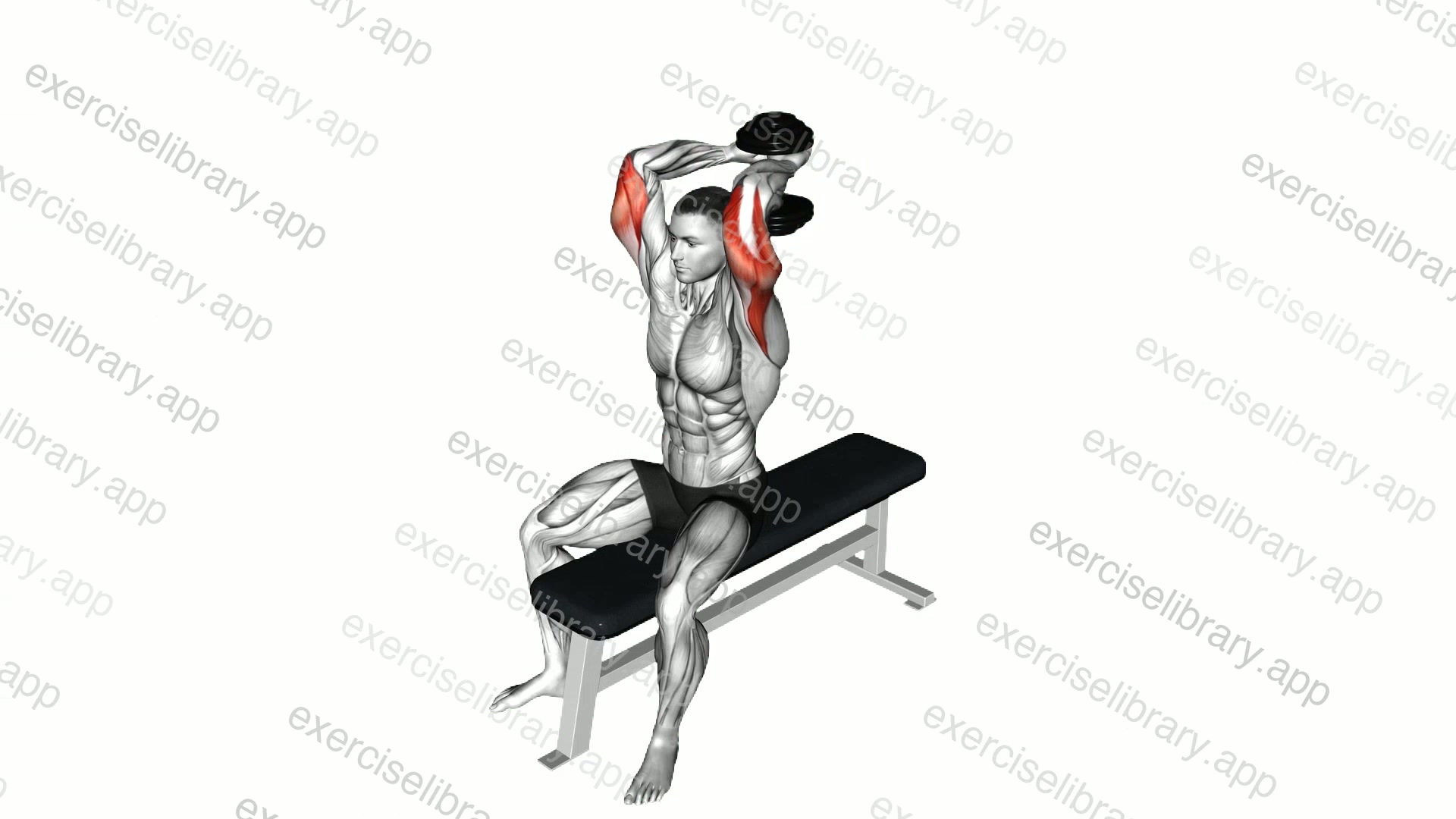 Dumbbell Seated Bench Extension demonstration