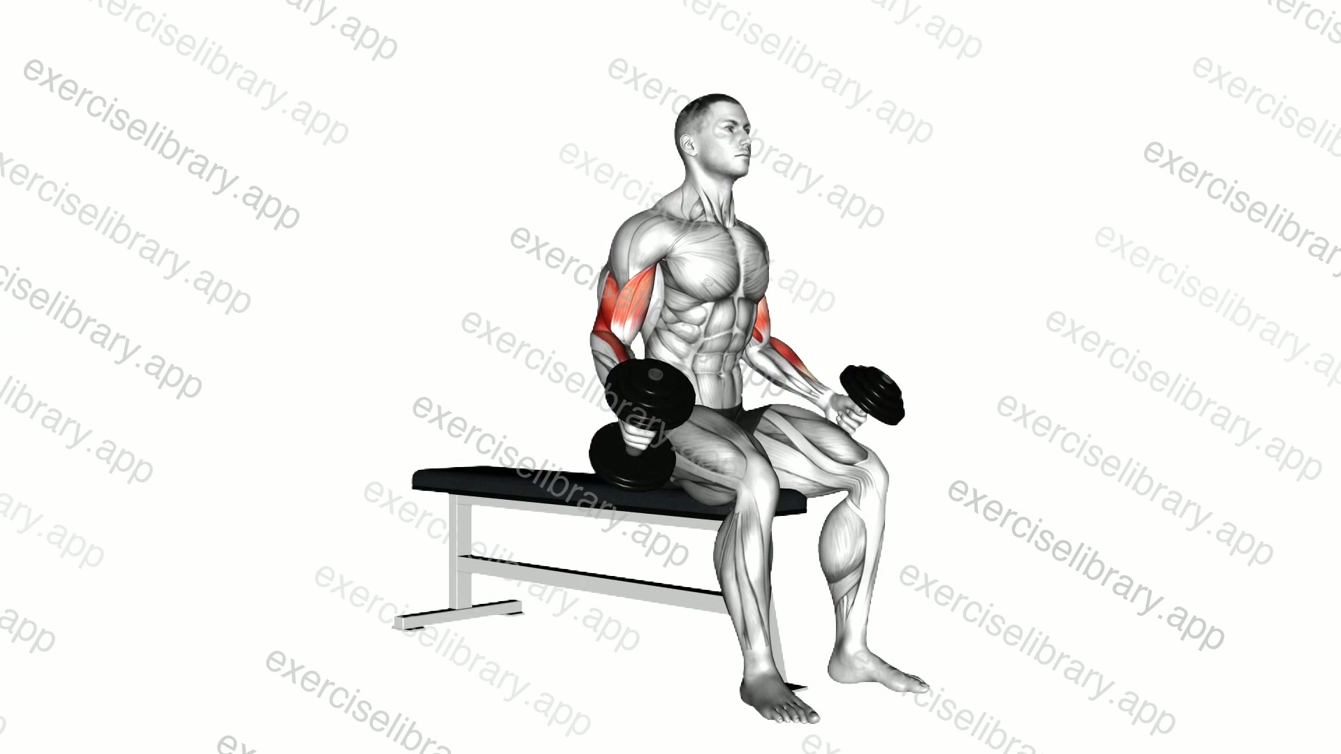 Dumbbell Seated Curl demonstration