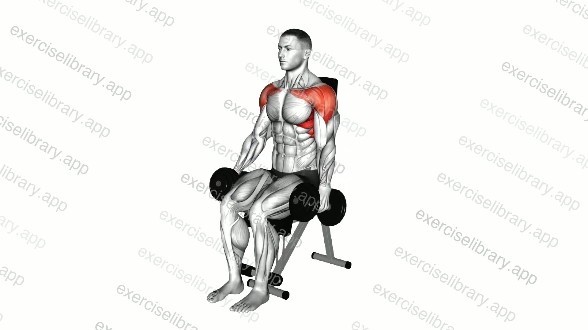 Dumbbell Seated Front Raise demonstration