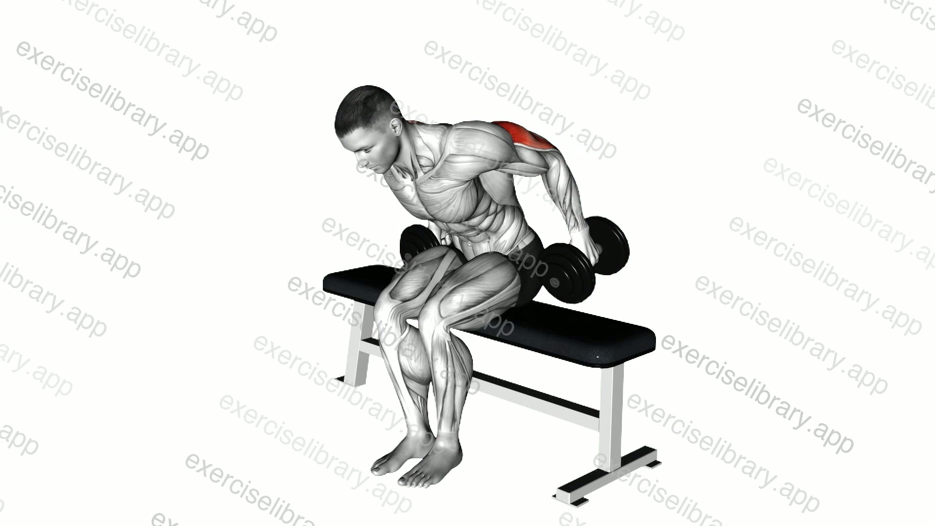 Dumbbell Seated Kickback demonstration