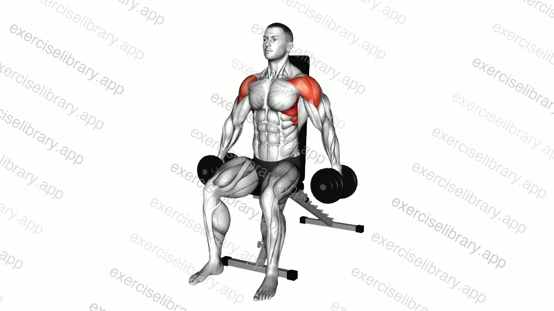 Dumbbell Seated Lateral Raise demonstration
