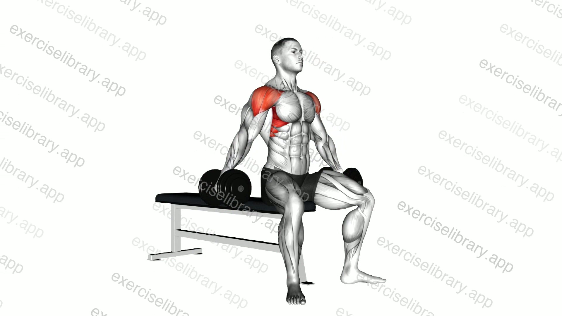 Dumbbell Seated Lateral Raise demonstration