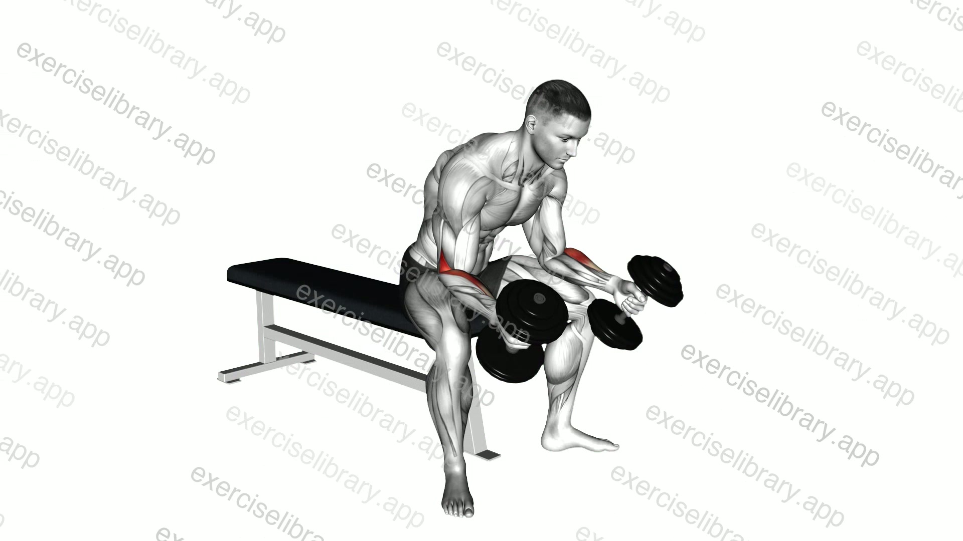 Dumbbell Seated Neutral Wrist Curl demonstration