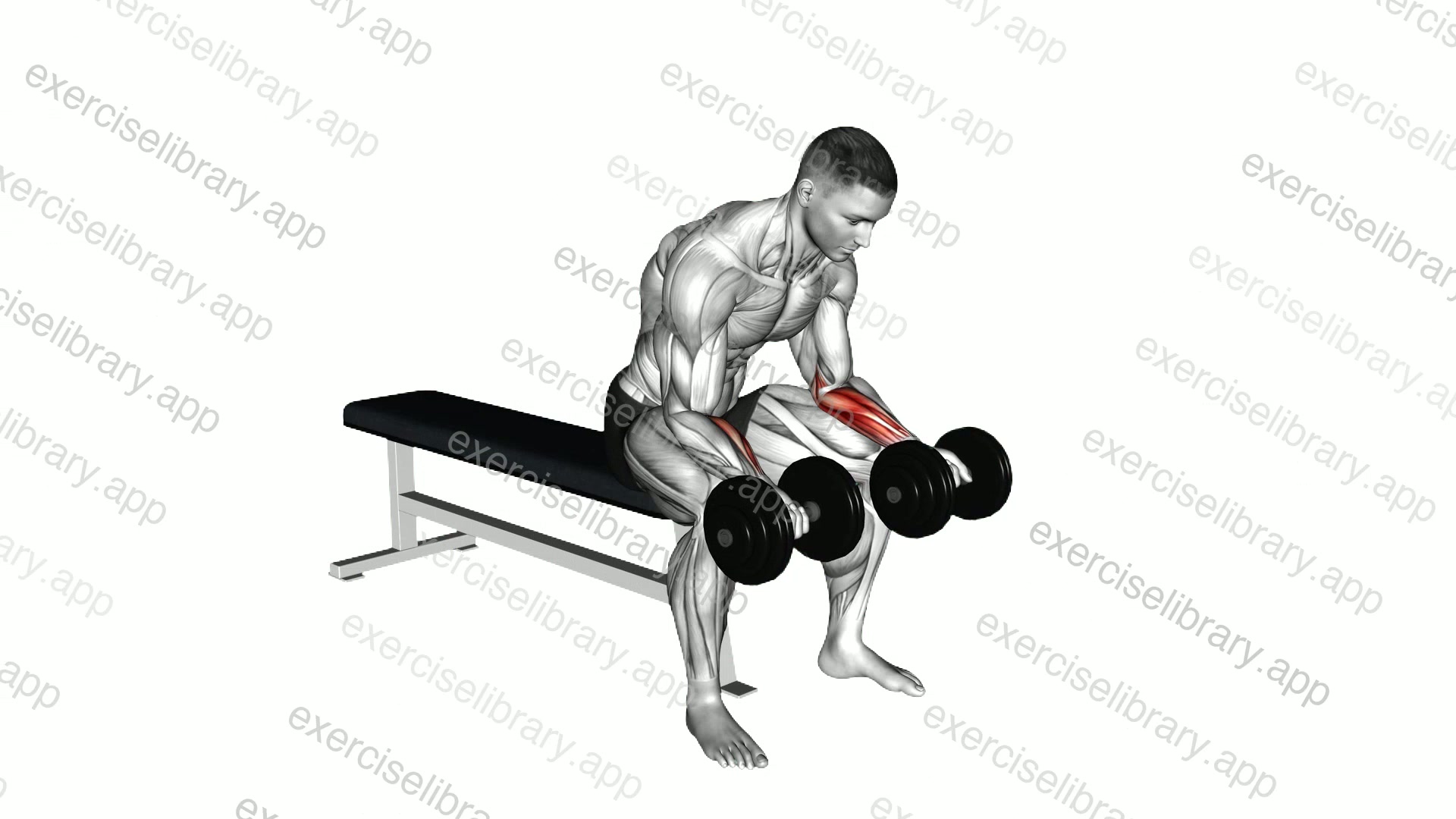 Dumbbell Seated Palms-up Wrist Curl demonstration