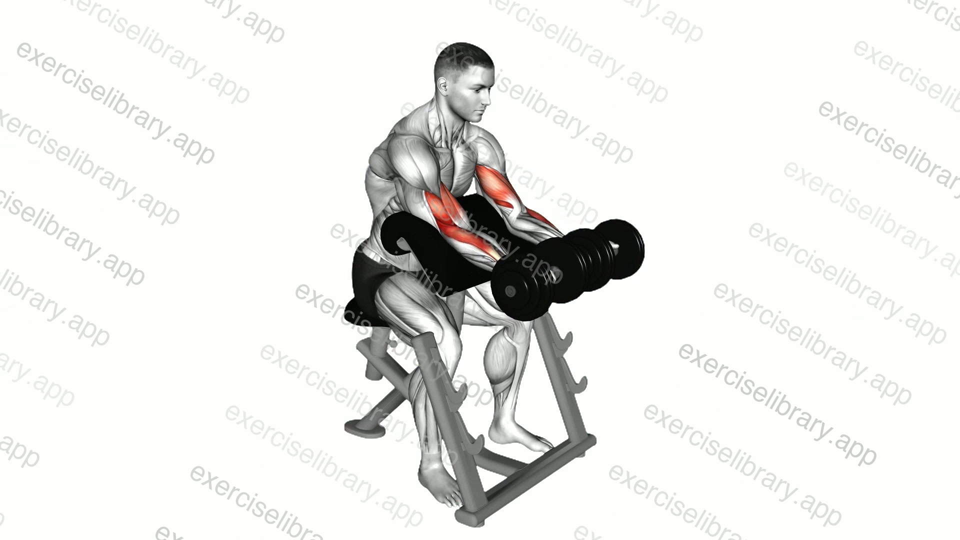 Dumbbell Seated Preacher Curl demonstration