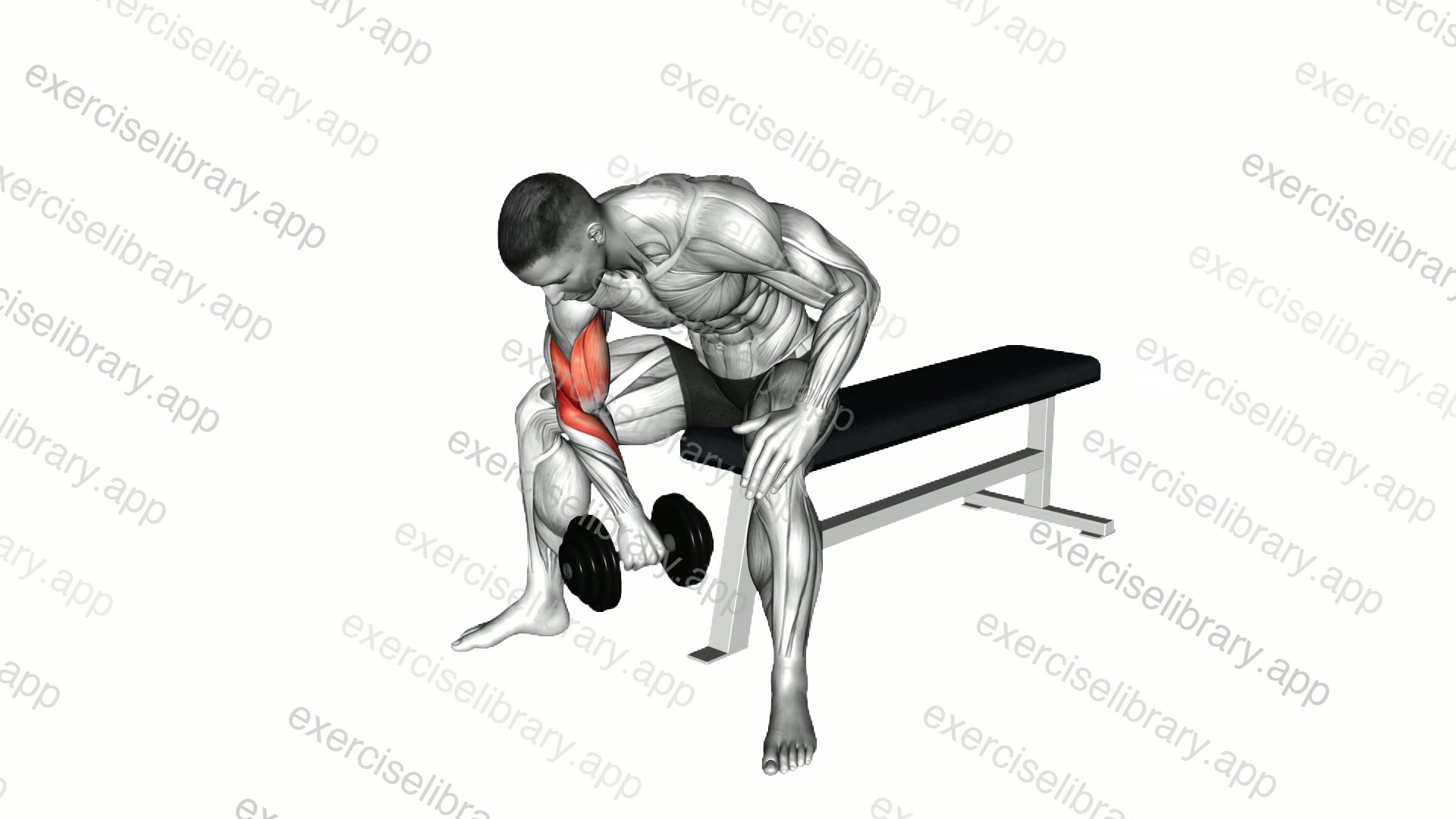 Dumbbell Seated Revers grip Concentration Curl demonstration