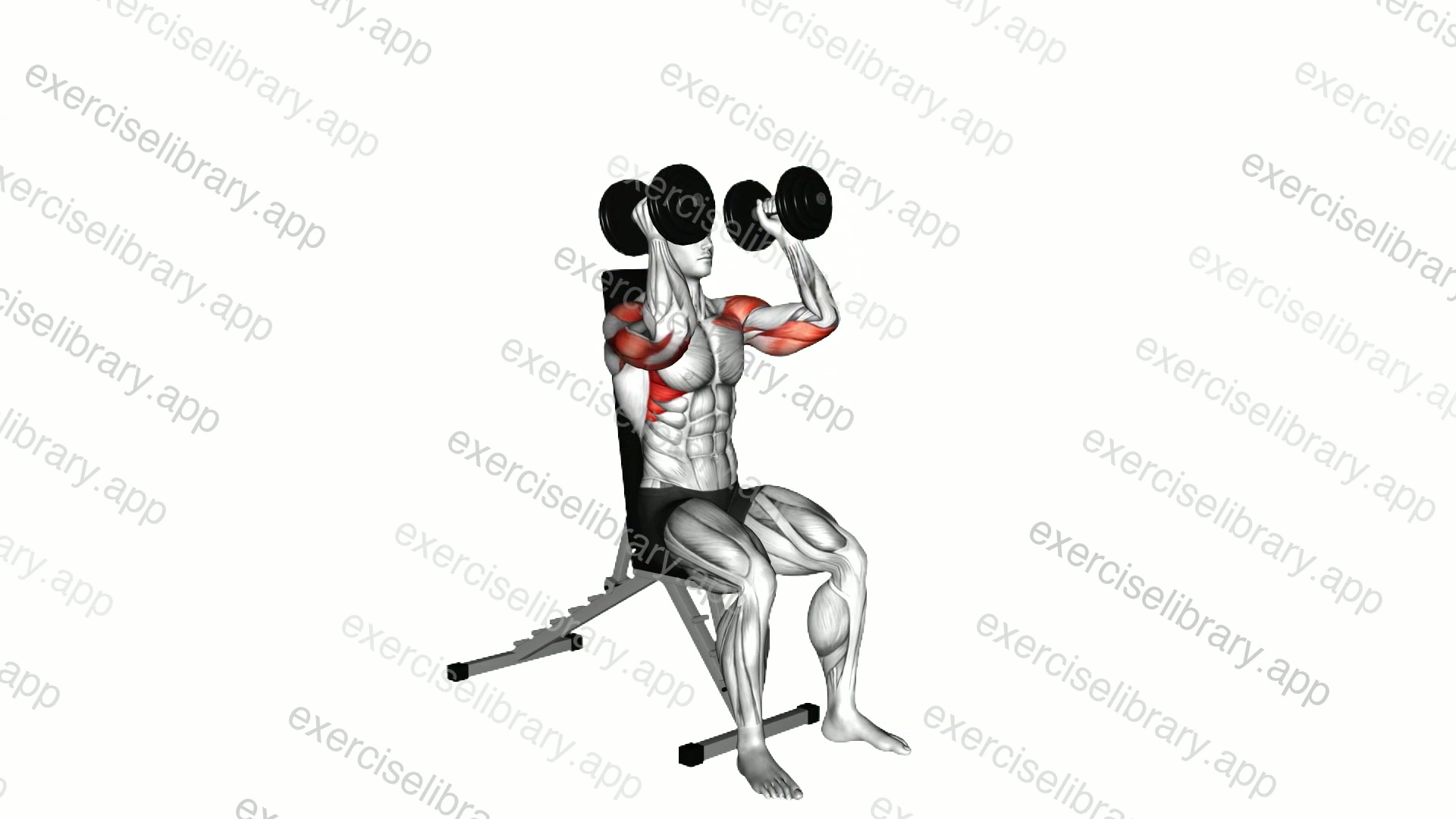 Dumbbell Seated Shoulder Press demonstration