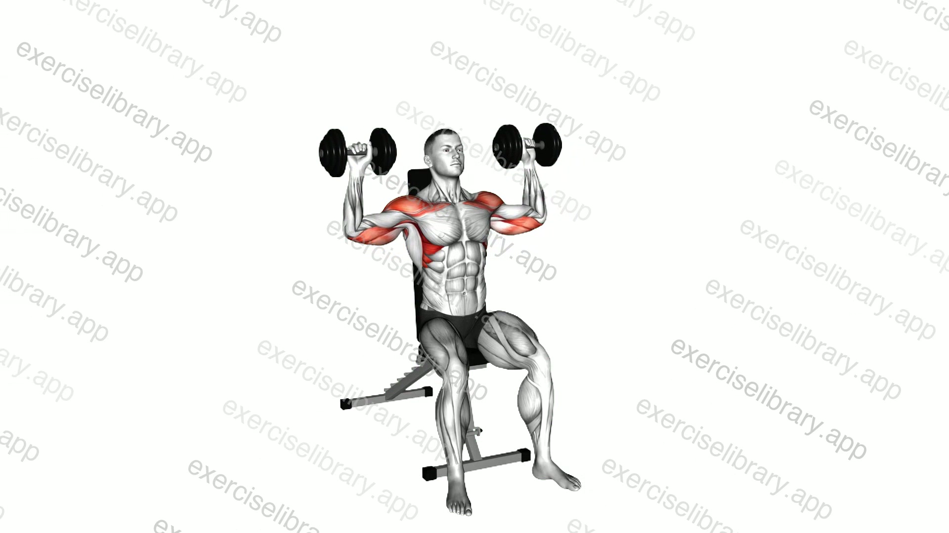 Dumbbell Seated Shoulder Press demonstration