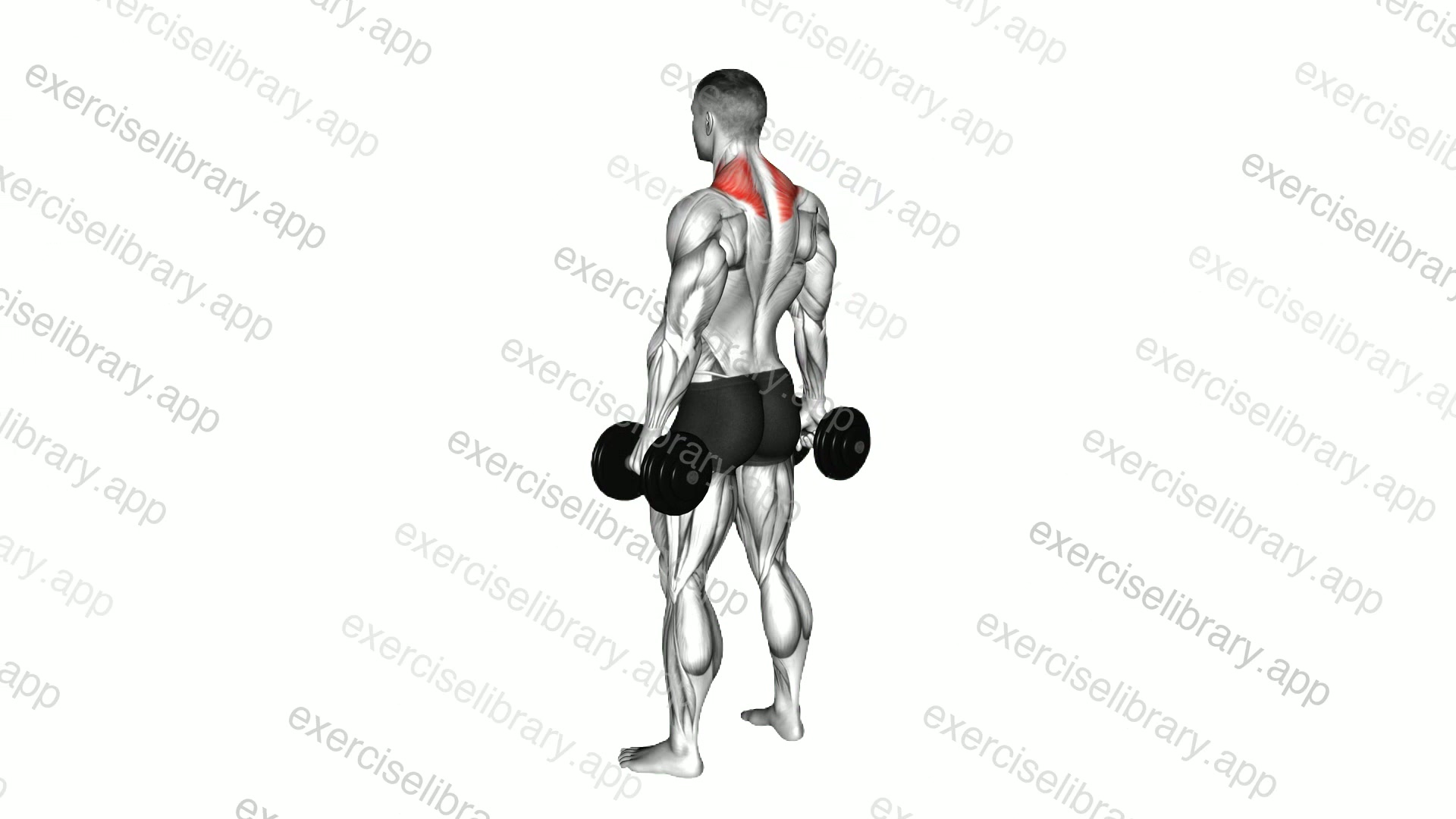 Dumbbell Shrug demonstration