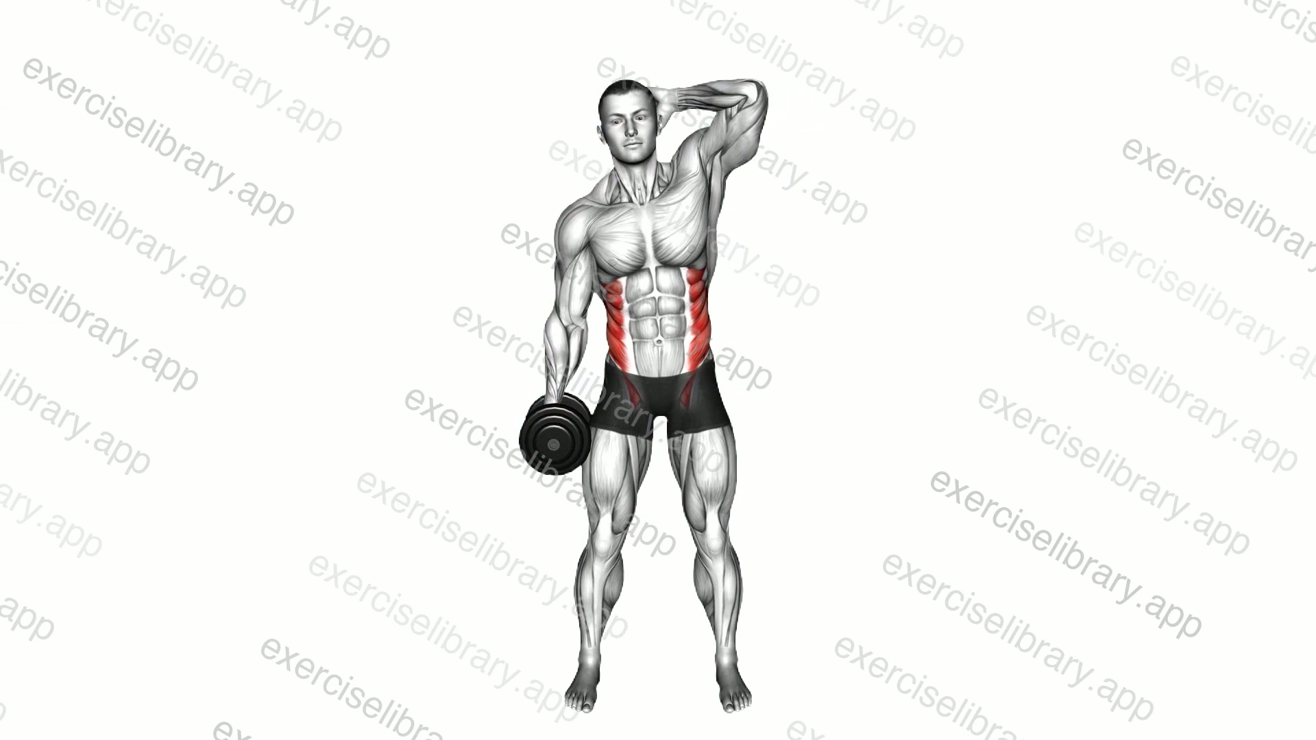 Dumbbell Side Bend demonstration