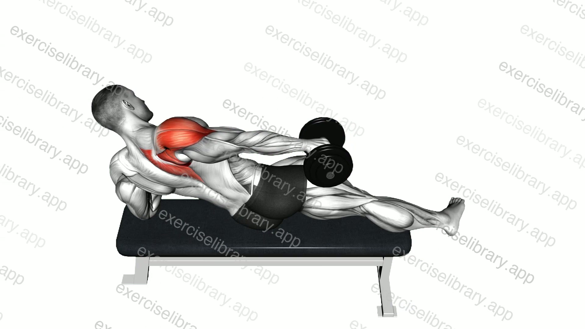 Dumbbell Side Lying One Hand Raise demonstration