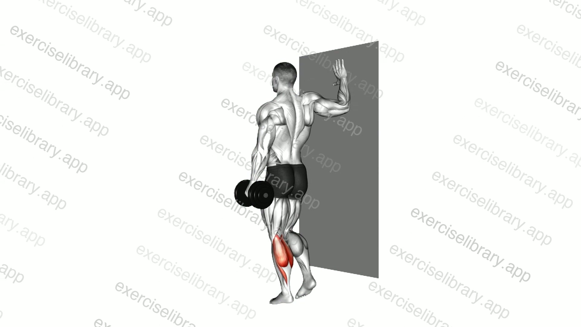 Dumbbell Single Leg Calf Raise demonstration