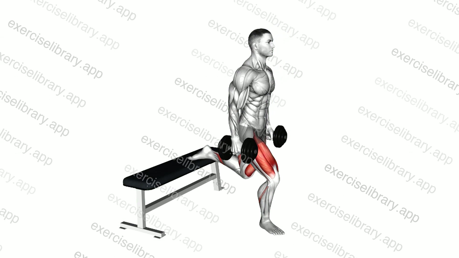 Dumbbell Single Leg Split Squat demonstration