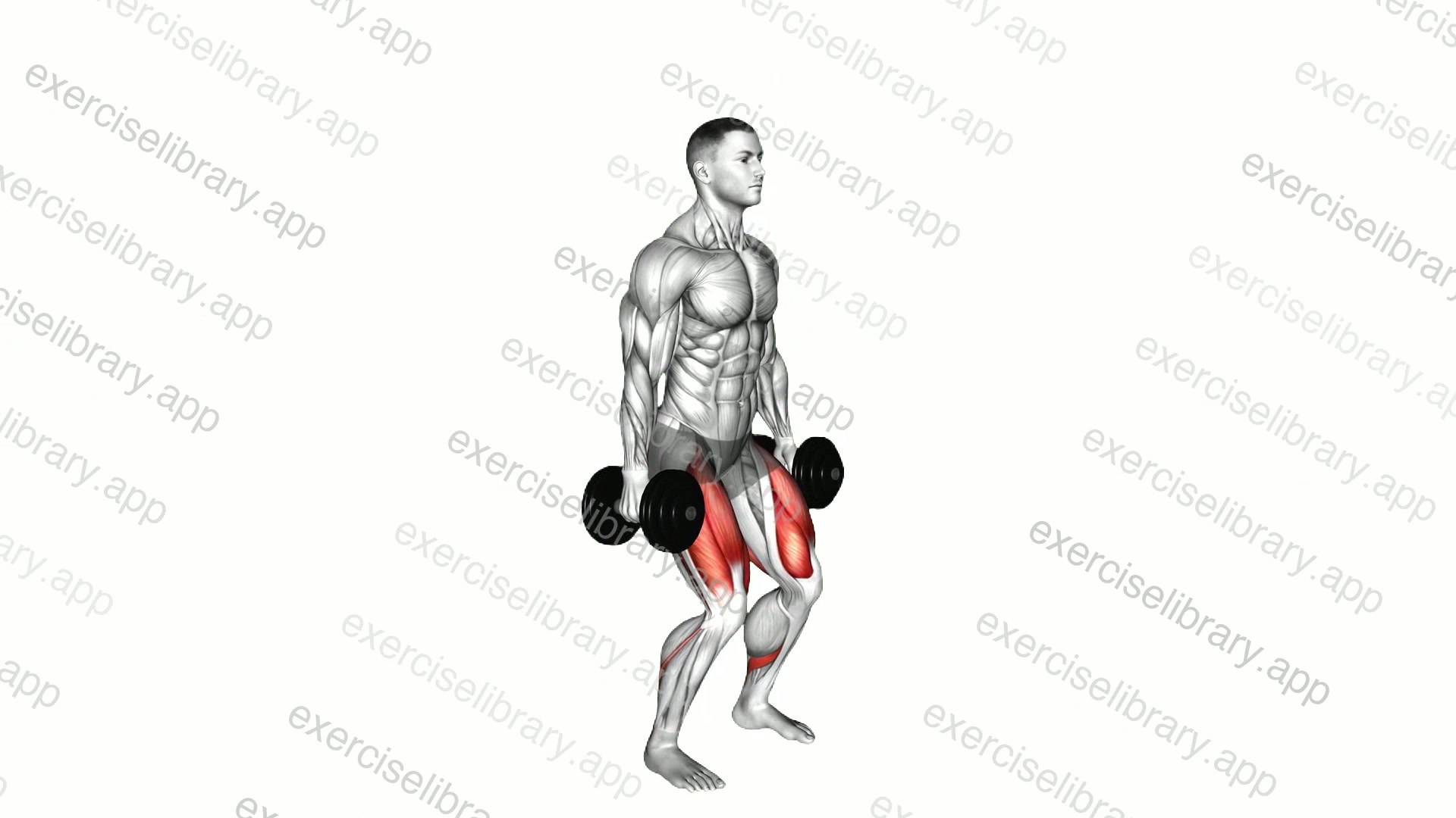 Dumbbell Squat demonstration