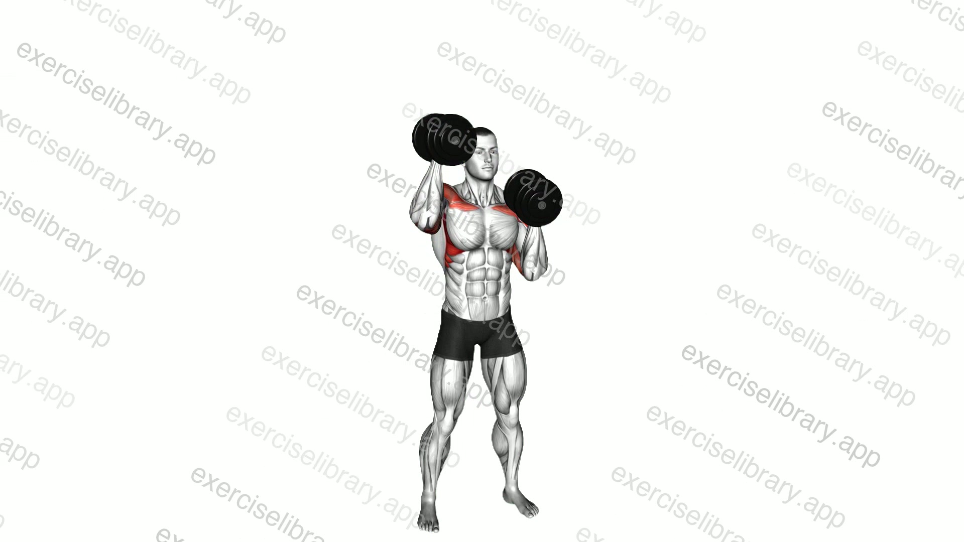 Dumbbell Standing Alternate Overhead Press demonstration
