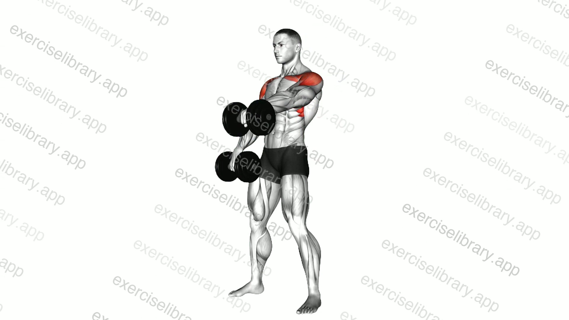 Dumbbell Standing Alternate Raise demonstration