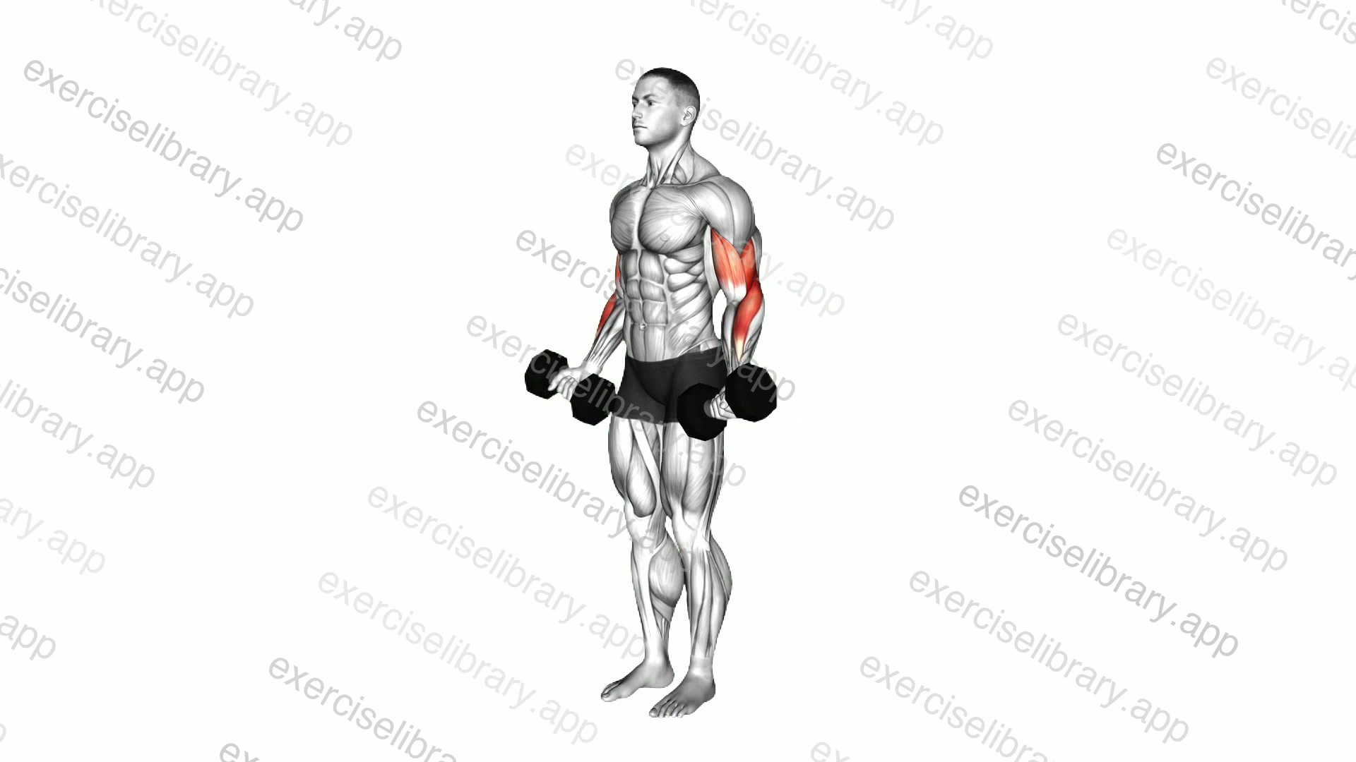 Dumbbell Standing Biceps Curl demonstration