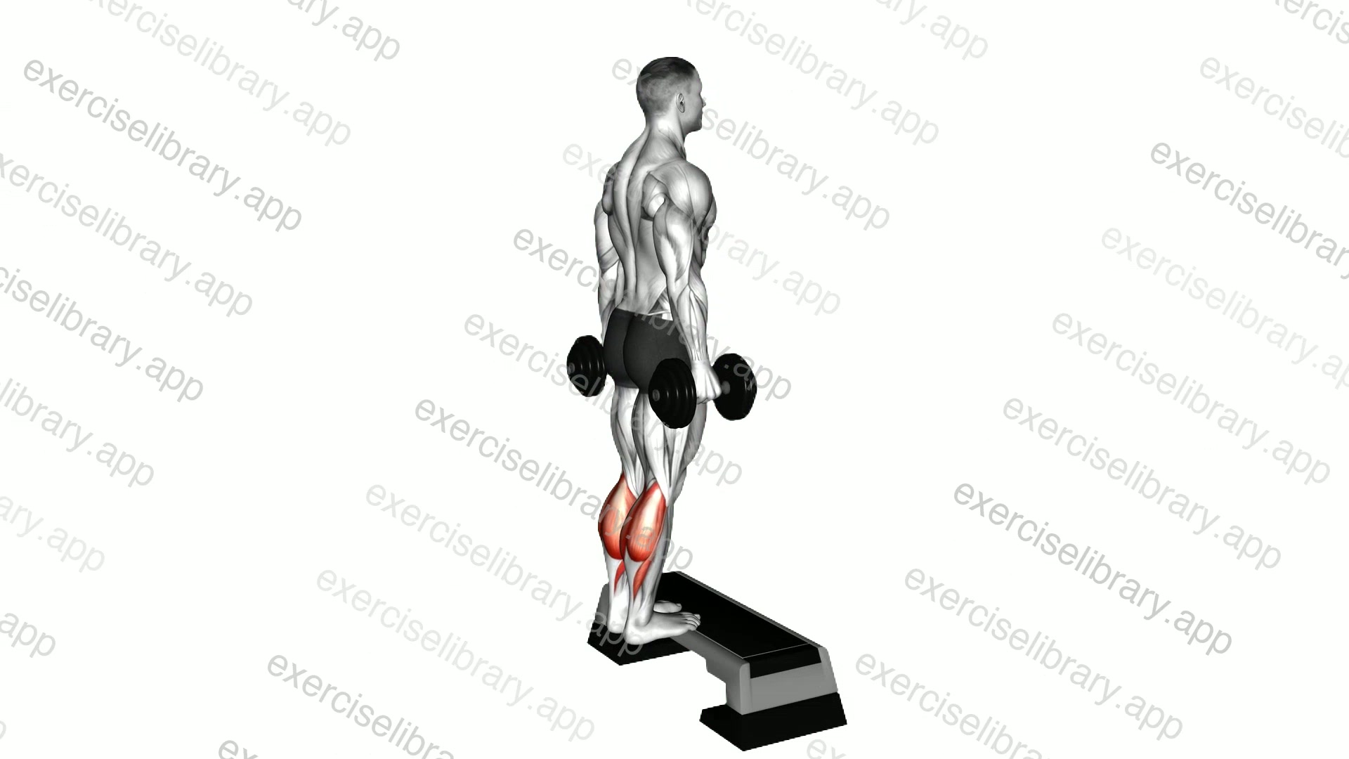 Dumbbell Standing Calf Raise demonstration