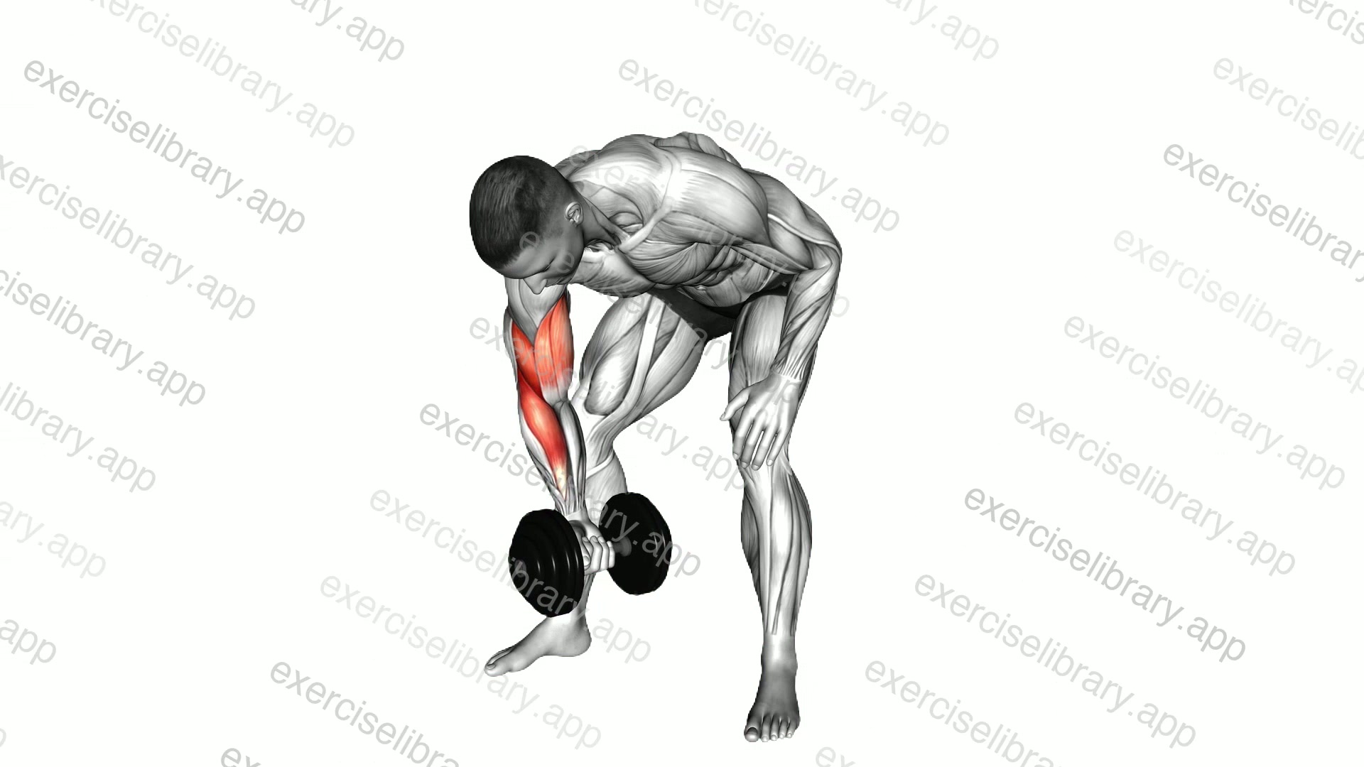Dumbbell Standing Concentration Curl demonstration