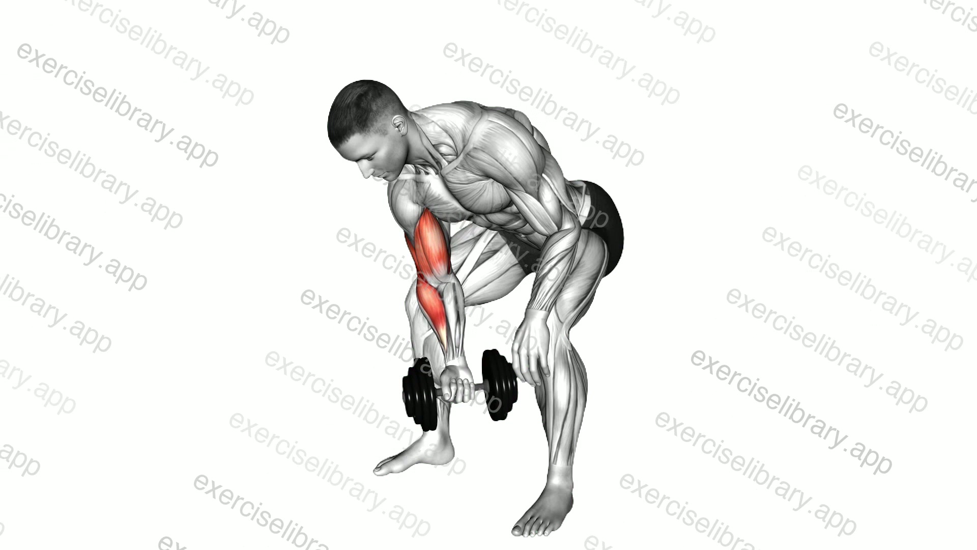 Dumbbell Standing One Arm Concentration Curl demonstration