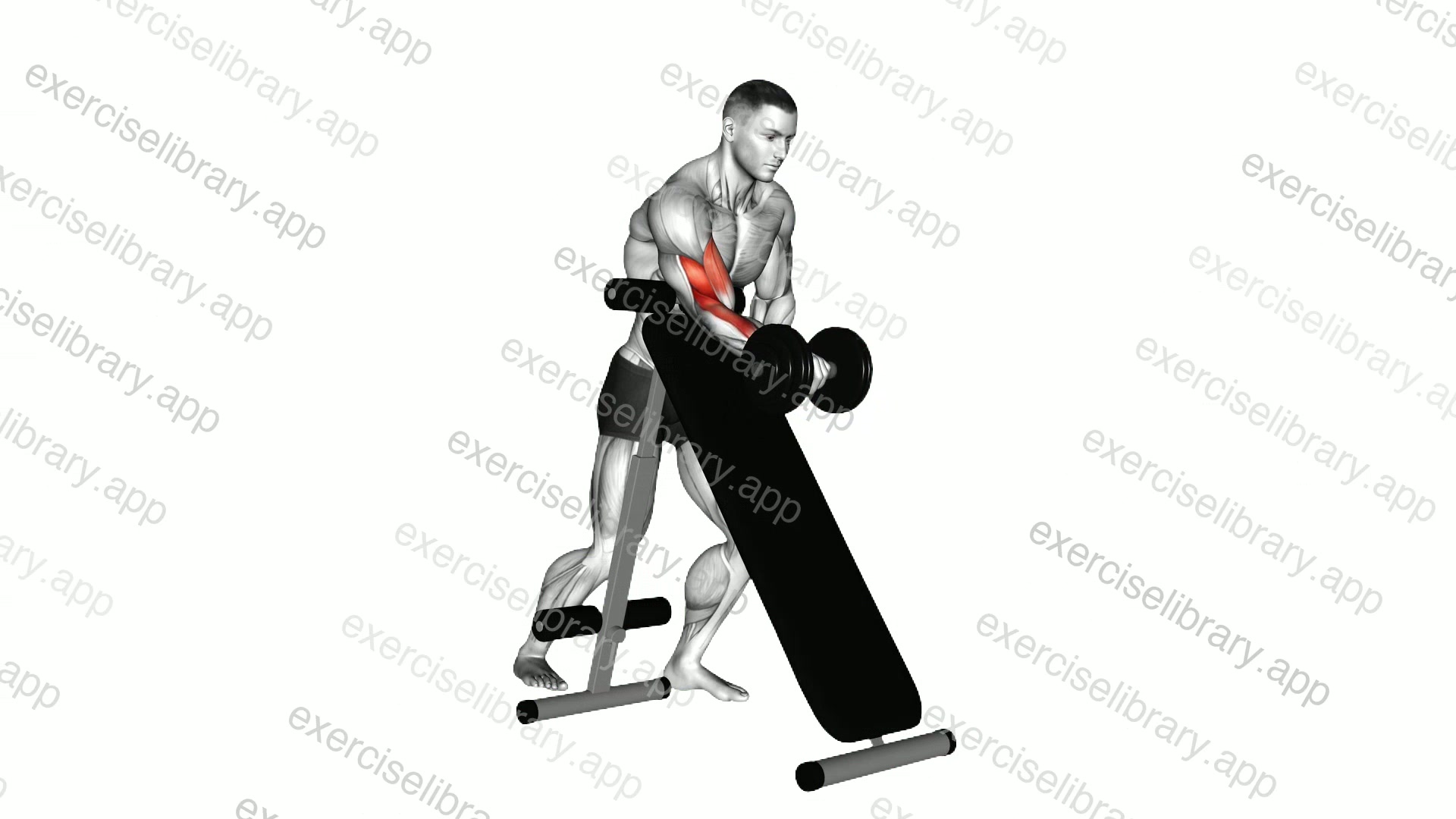 Dumbbell Standing One Arm Curl demonstration