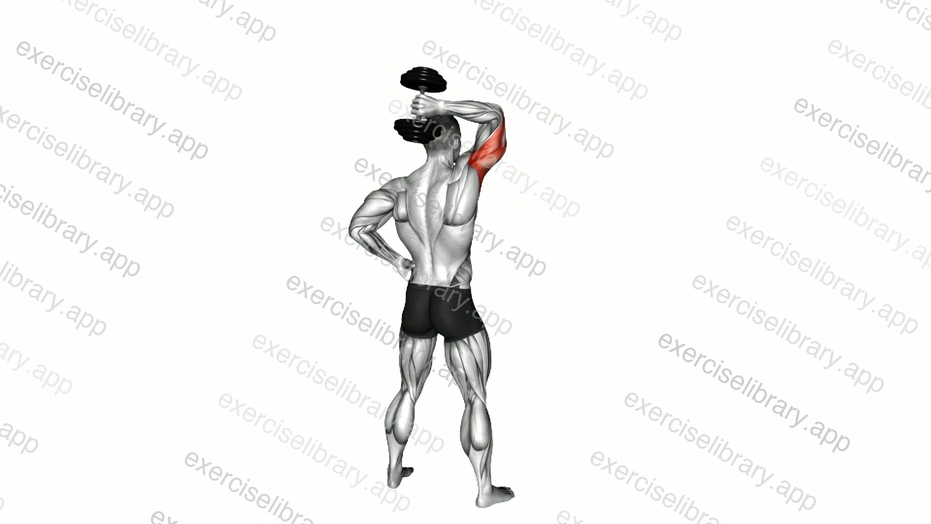 Dumbbell Standing One Arm Extension demonstration
