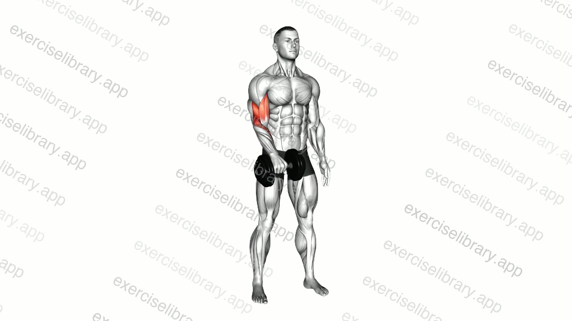 Dumbbell Standing One Arm Reverse Curl demonstration