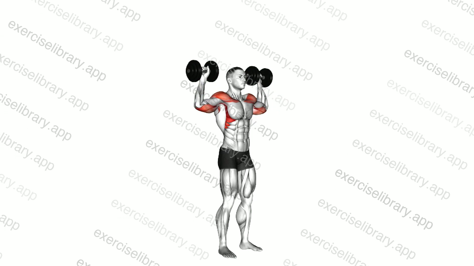 Dumbbell Standing Overhead Press demonstration