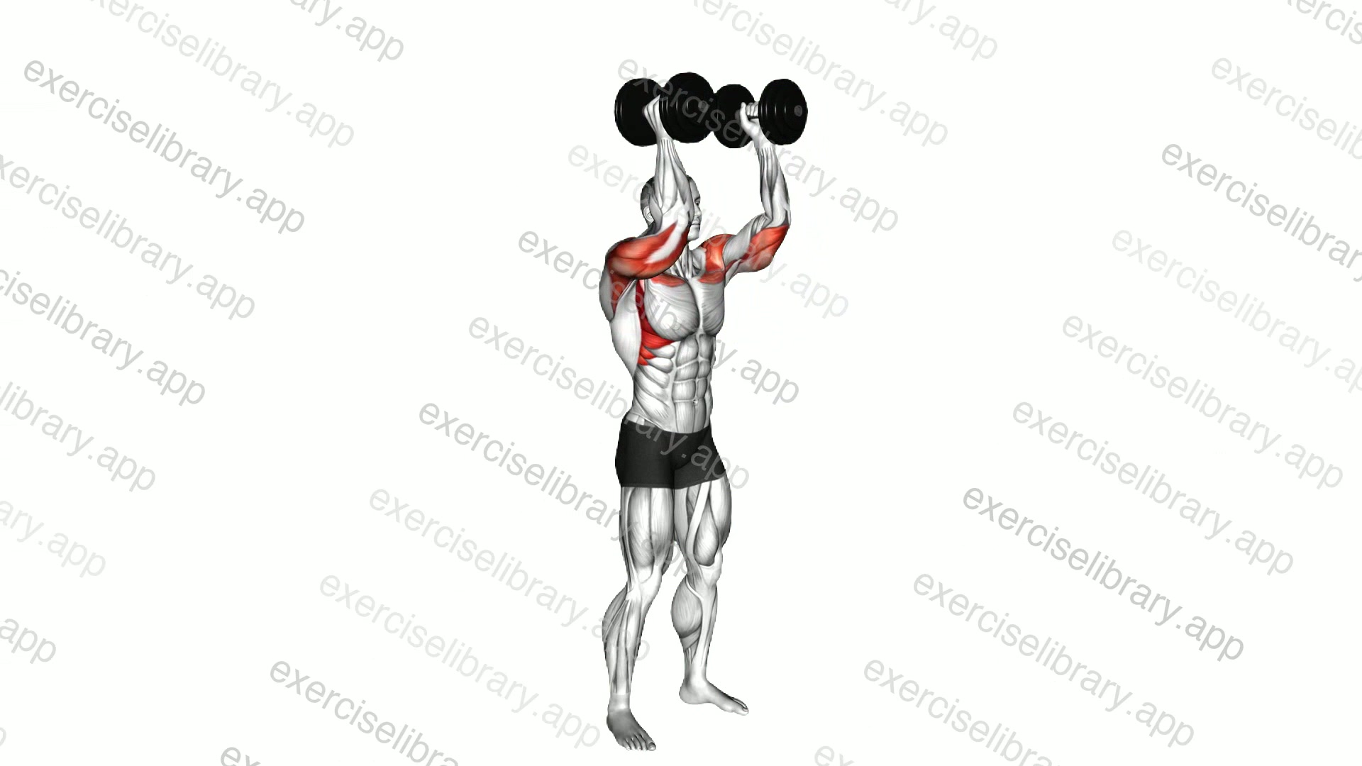 Dumbbell Standing Palms In Press demonstration