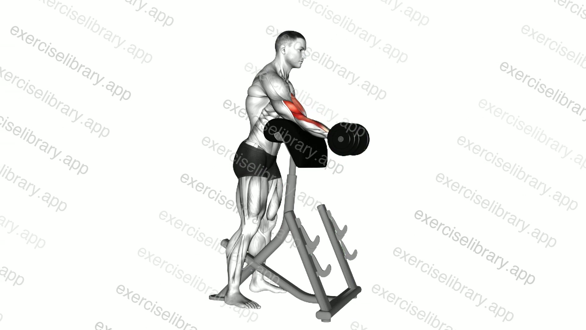 Dumbbell Standing Preacher Curl demonstration