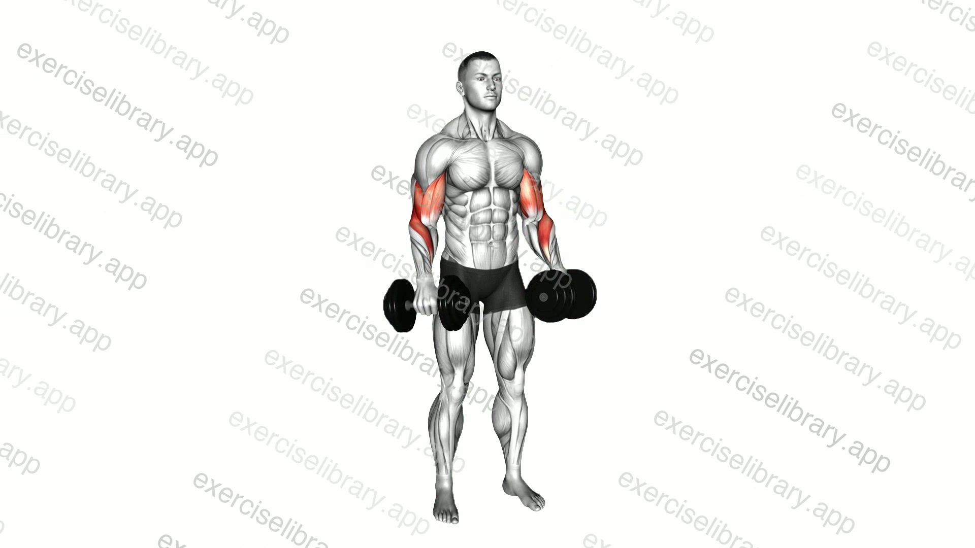 Dumbbell Standing Reverse Curl demonstration